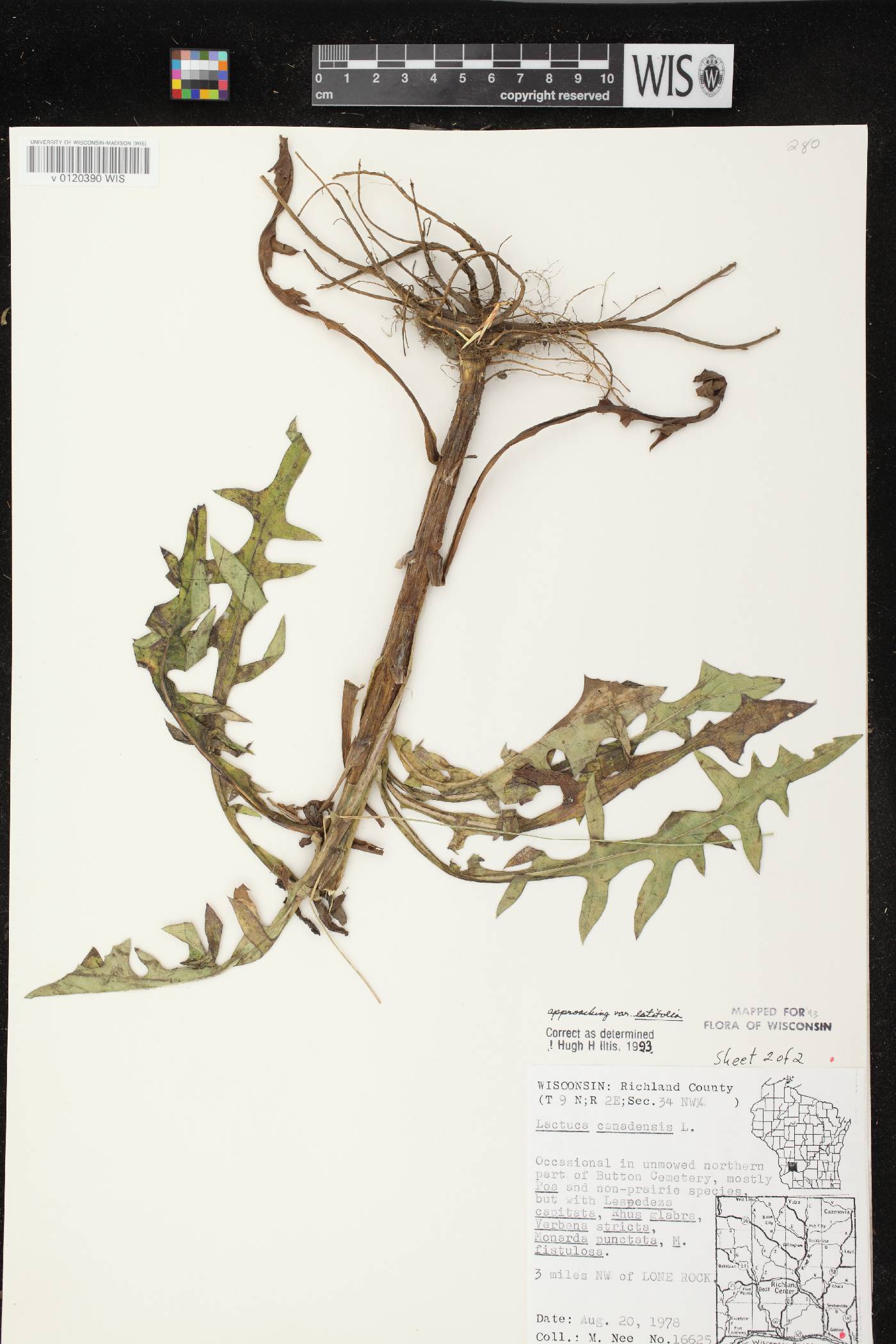 Lactuca canadensis image