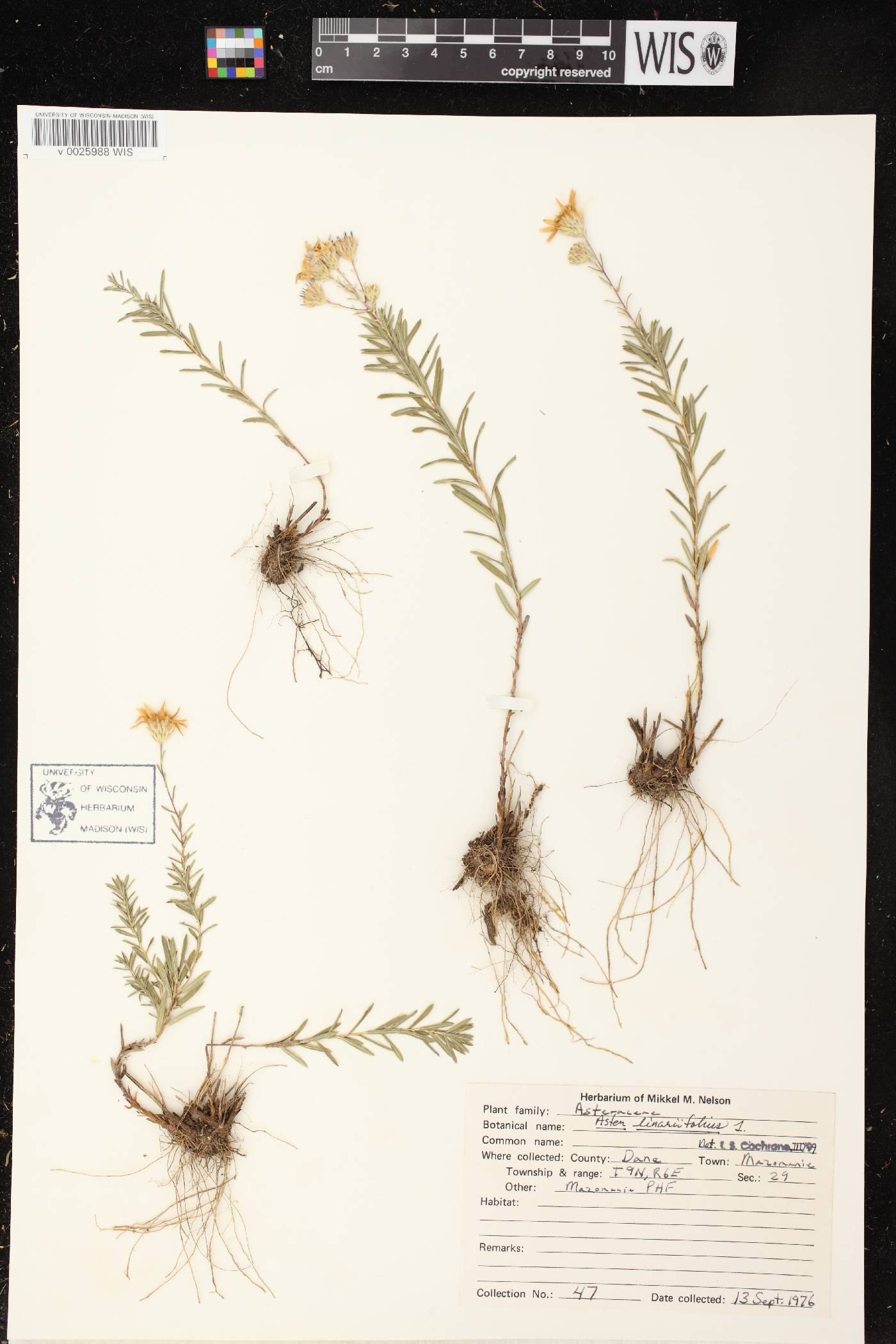 Ionactis linariifolia image