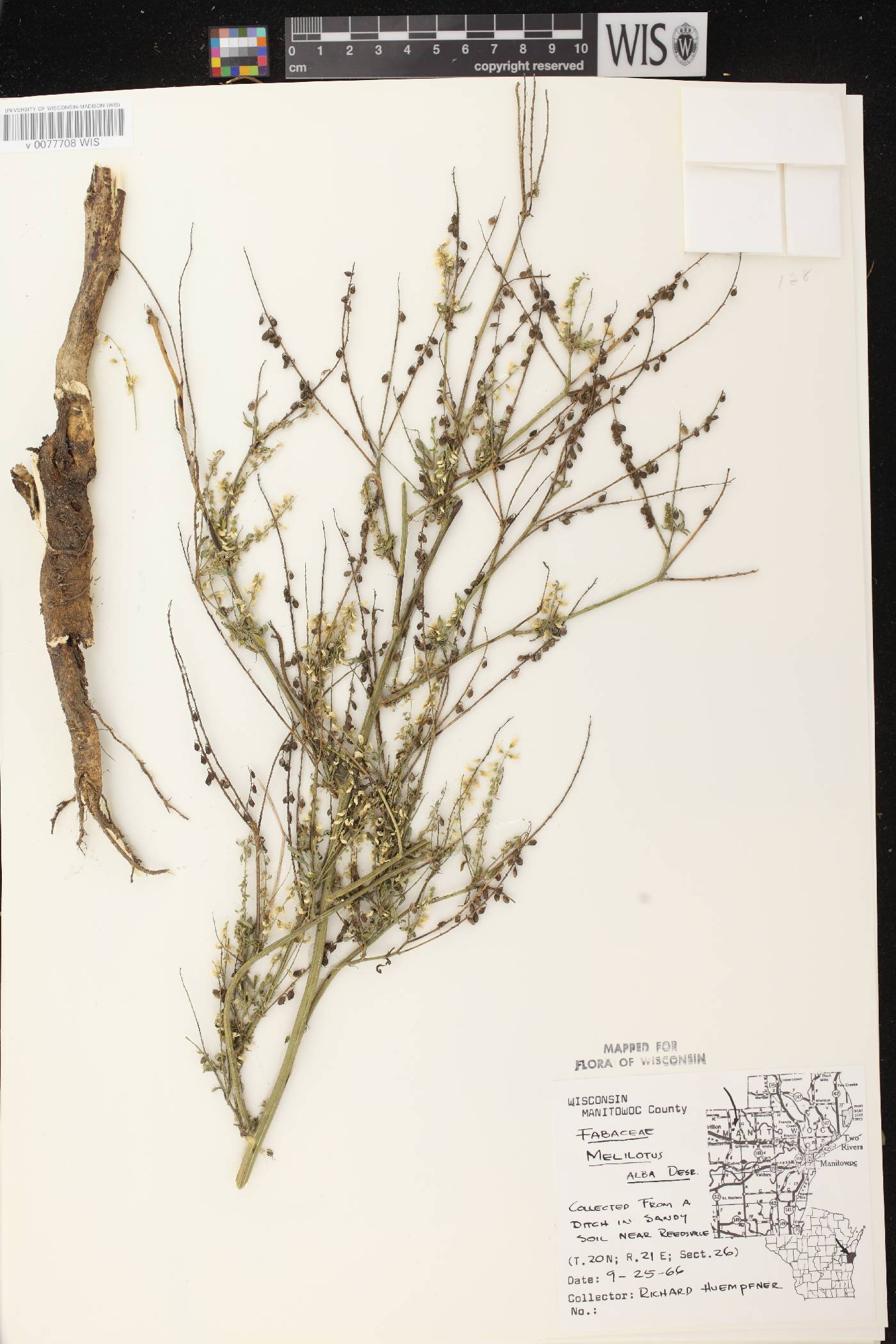 Melilotus albus image