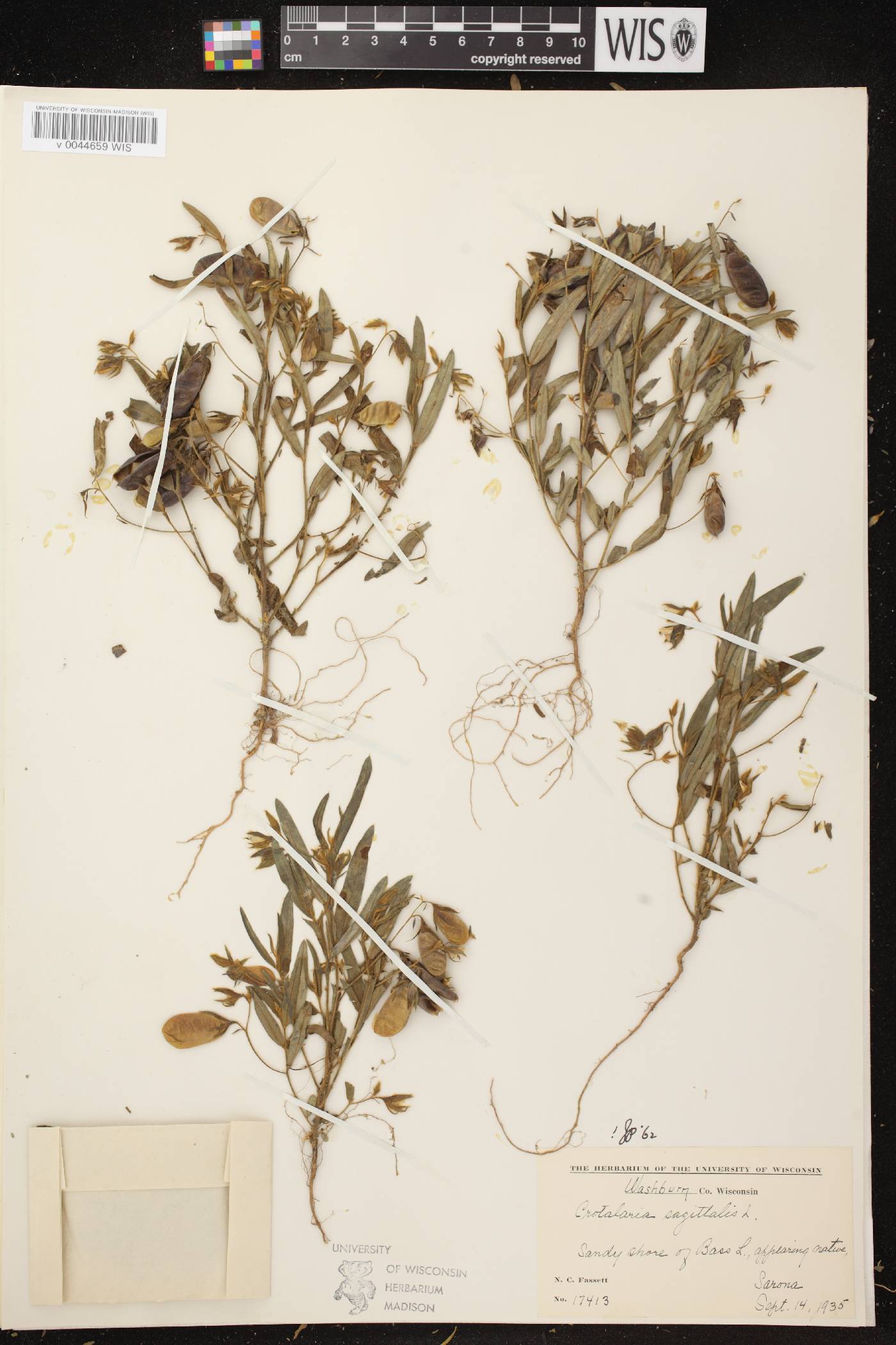 Crotalaria sagittalis image