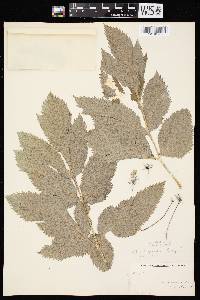 Image of Angelica atropurpurea var. atropurpurea