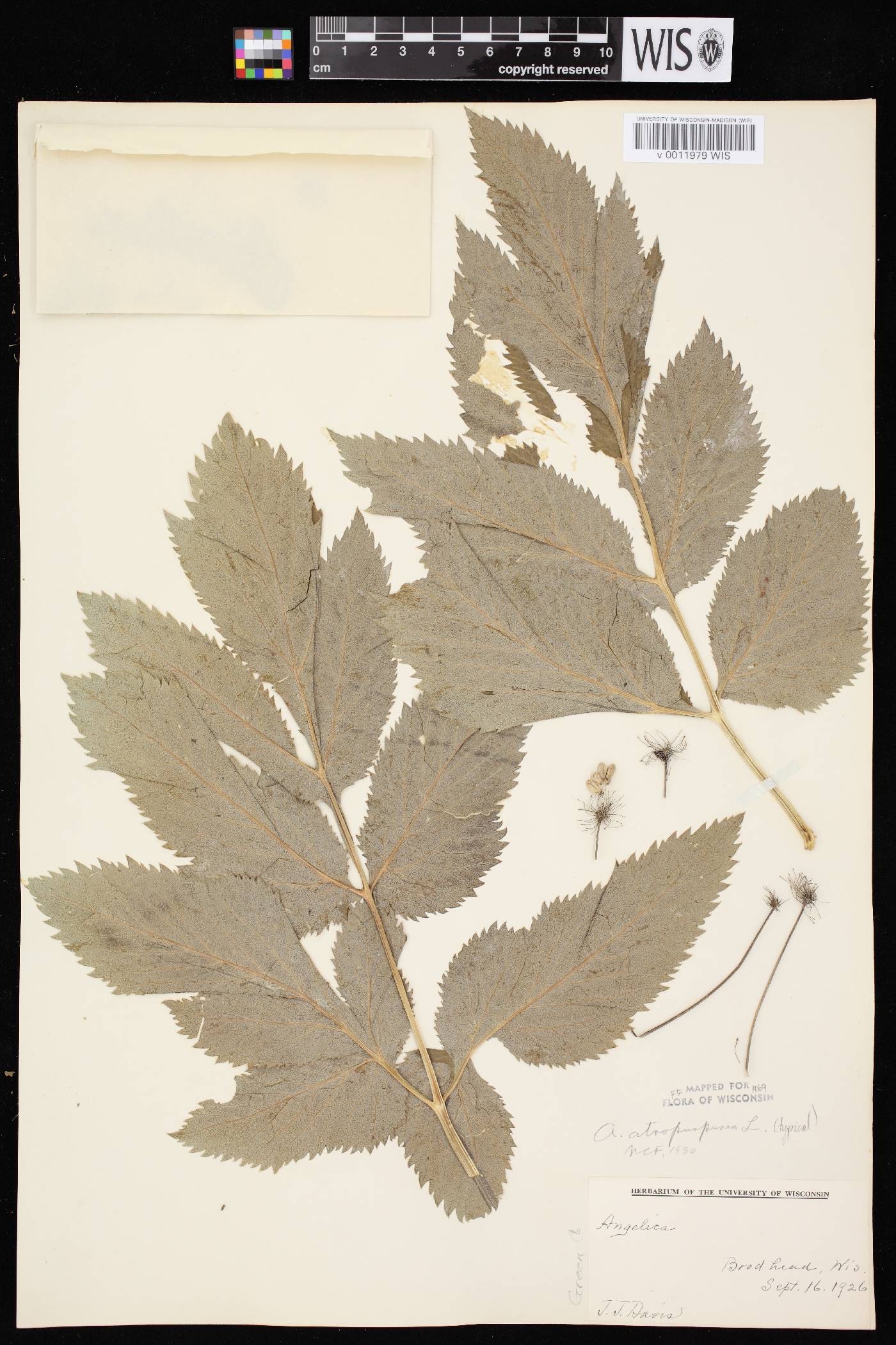 Angelica atropurpurea var. atropurpurea image