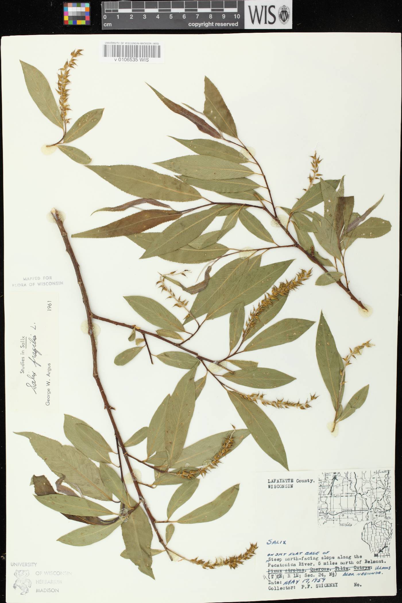 Salix x fragilis image