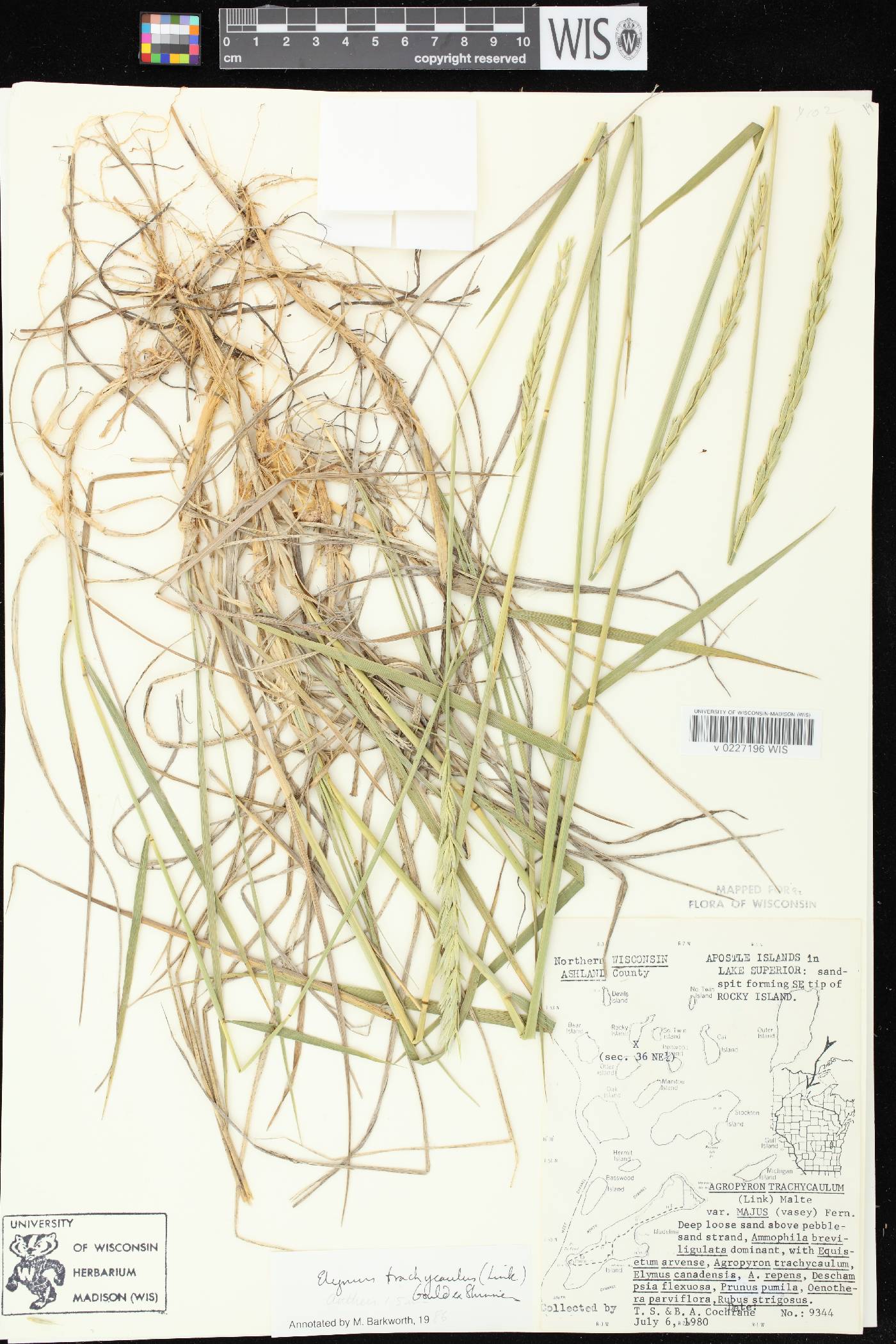 Elymus trachycaulus subsp. trachycaulus image