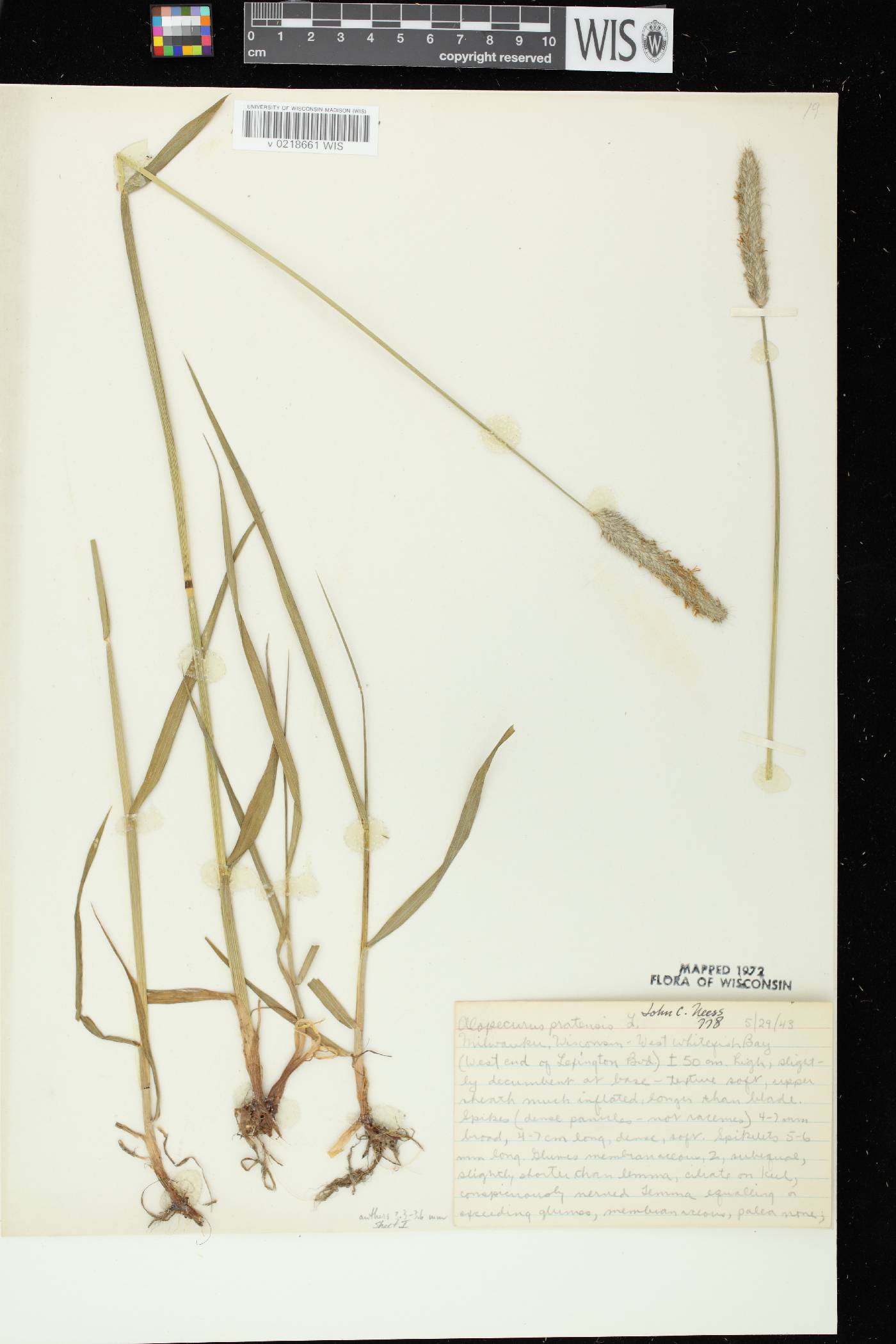 Alopecurus pratensis image