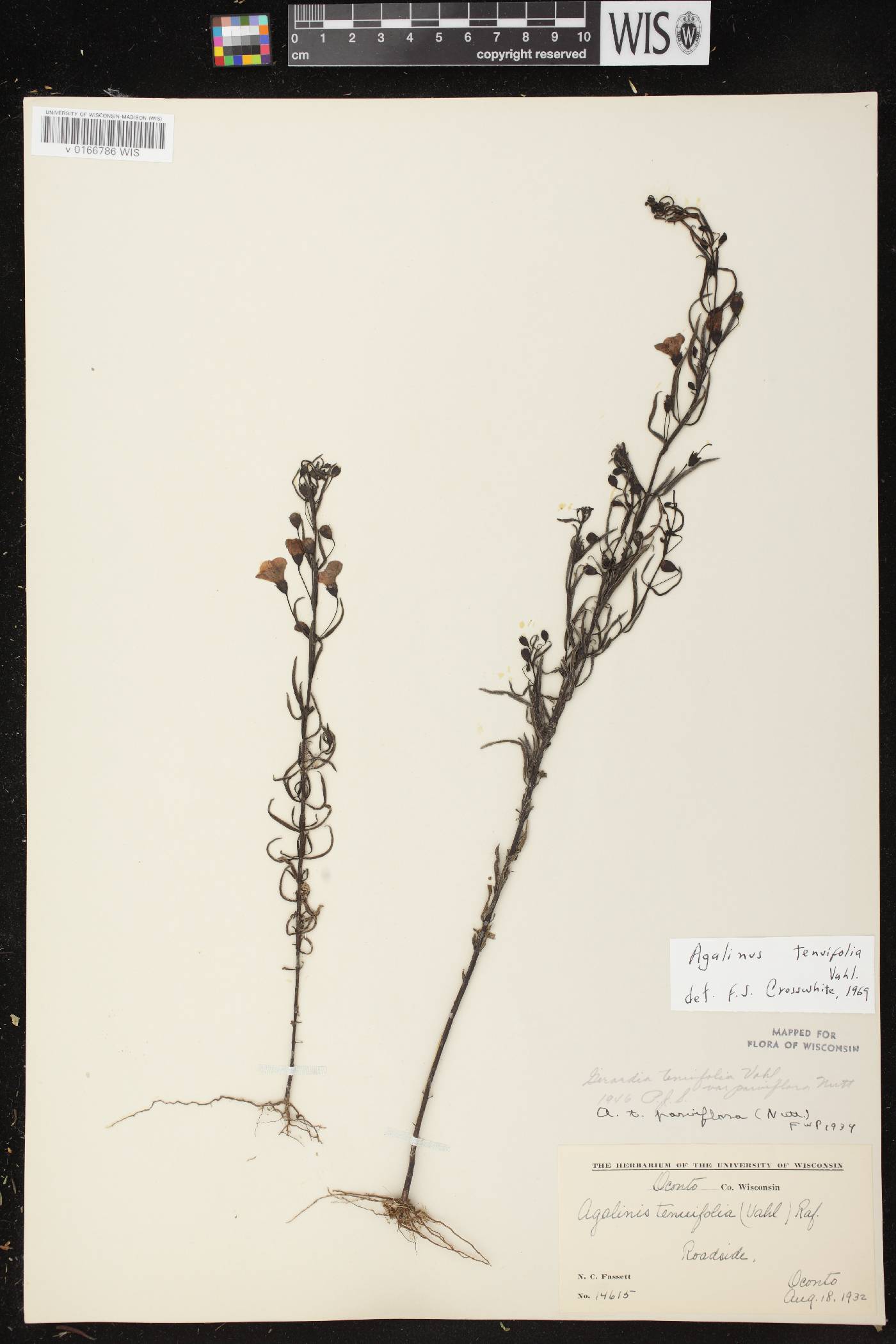 Agalinis tenuifolia image