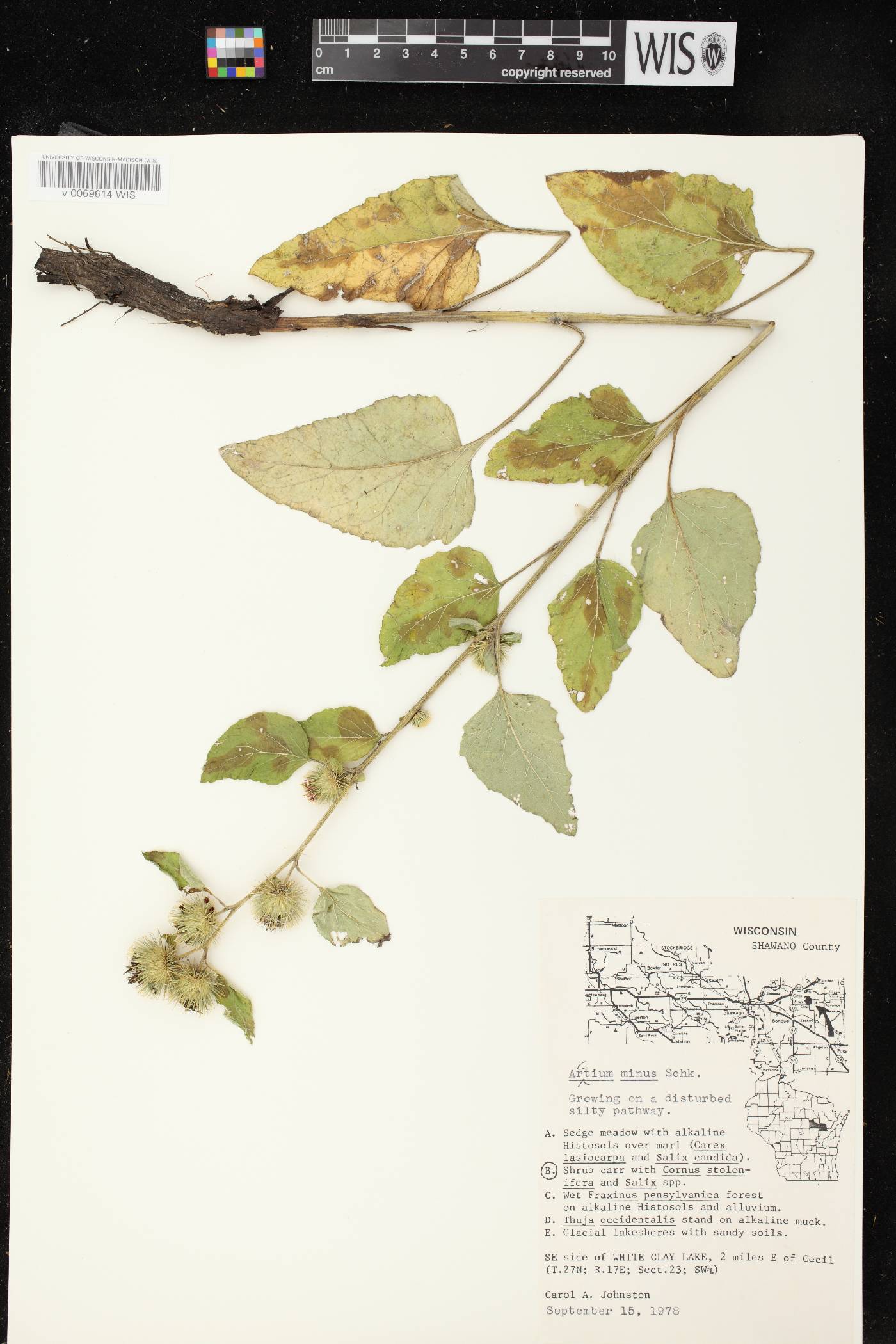 Arctium minus image