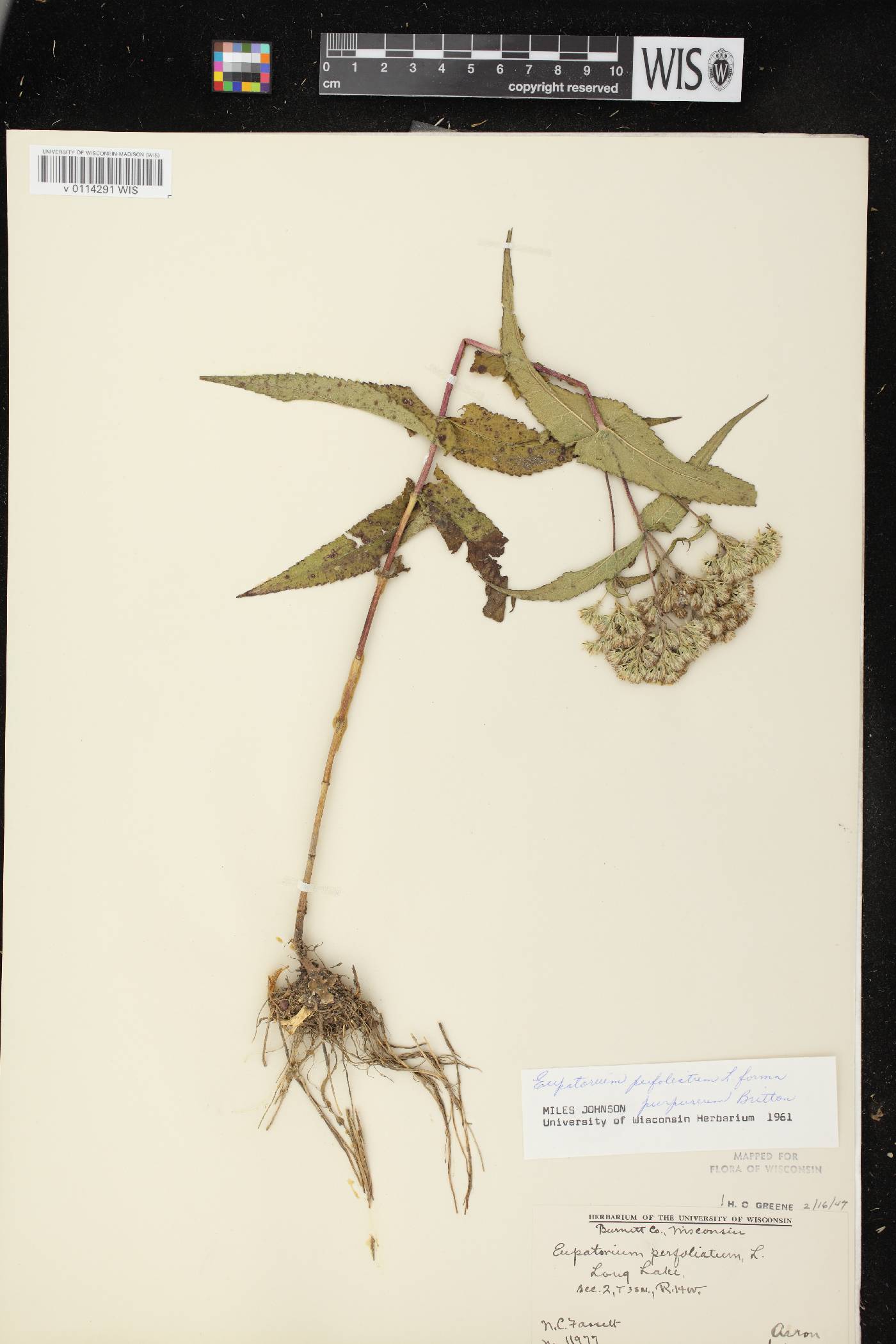 Eupatorium perfoliatum image