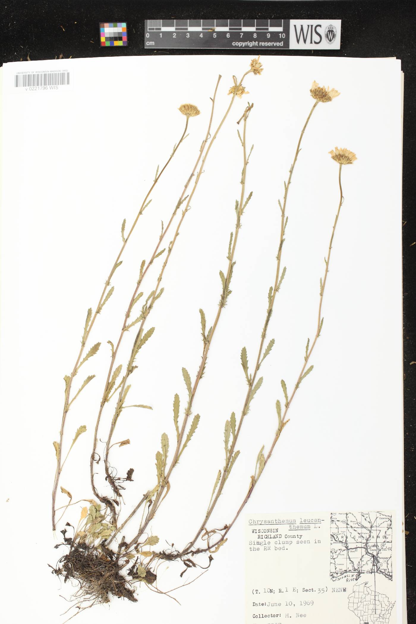 Leucanthemum vulgare image