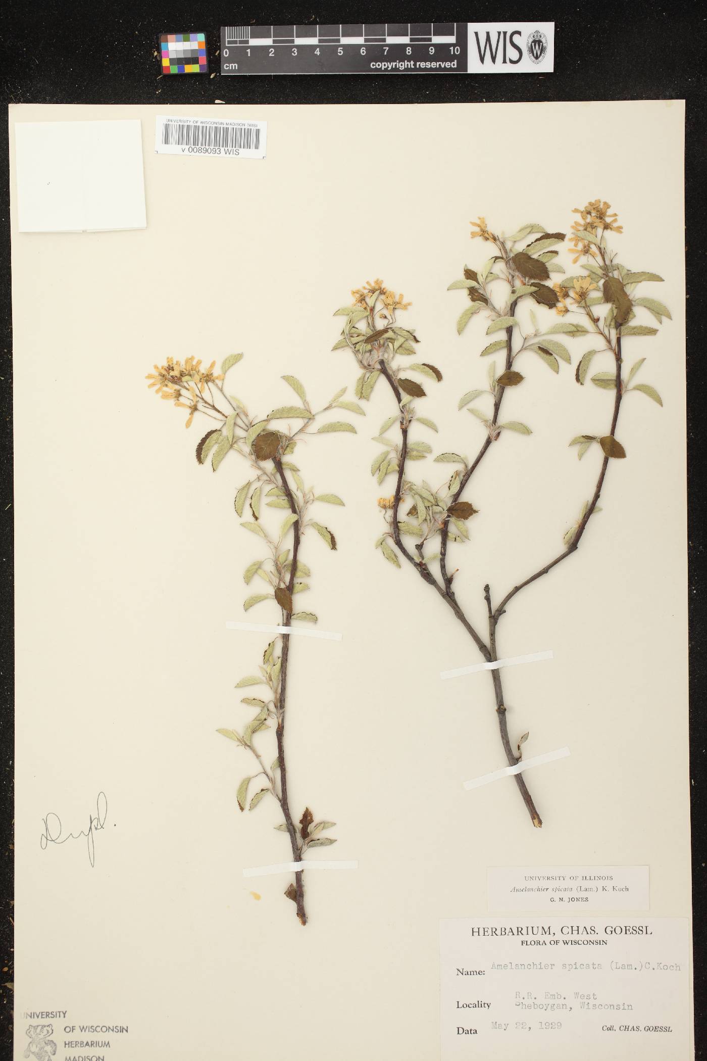 Amelanchier spicata image