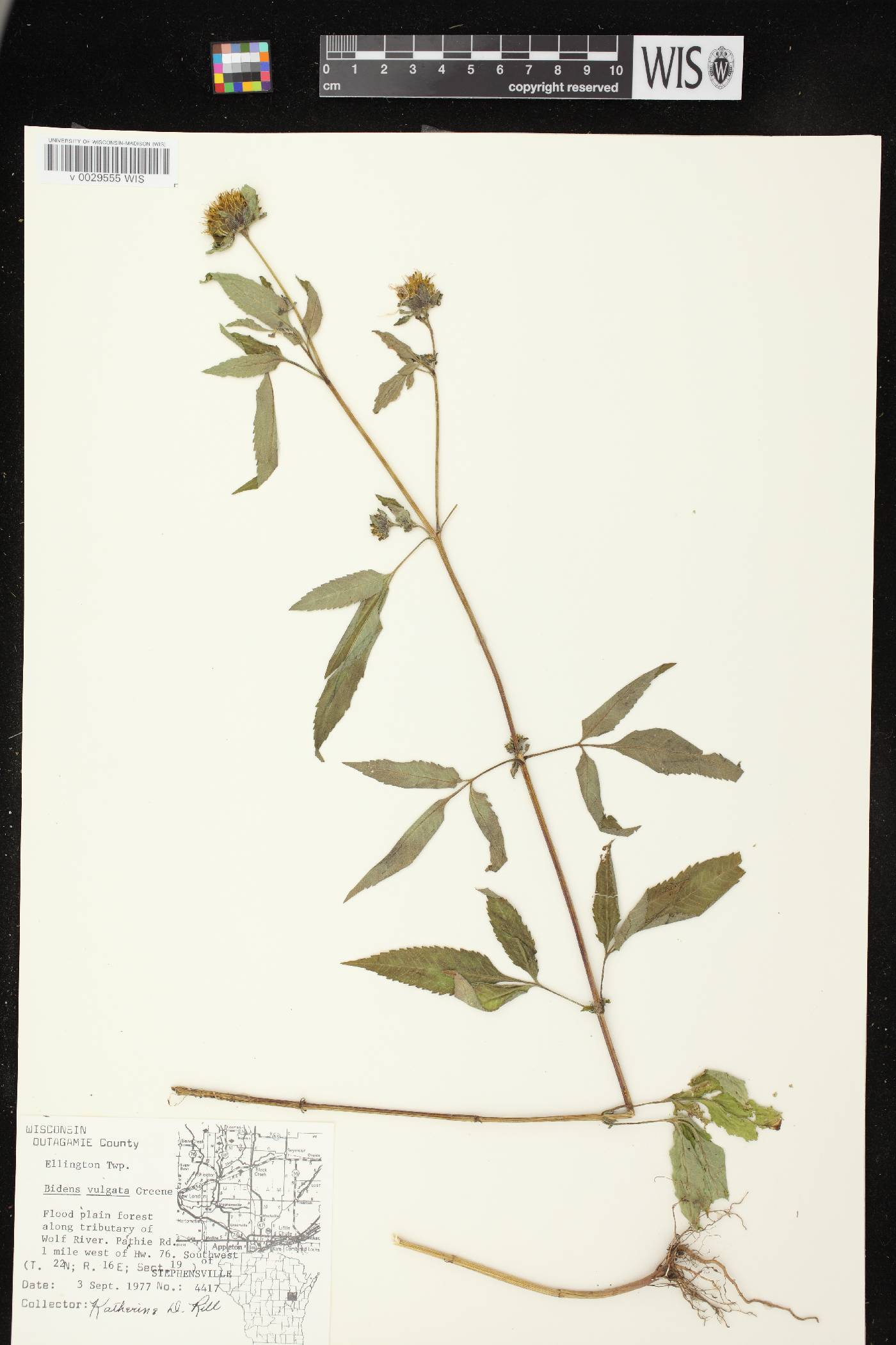 Bidens vulgata image