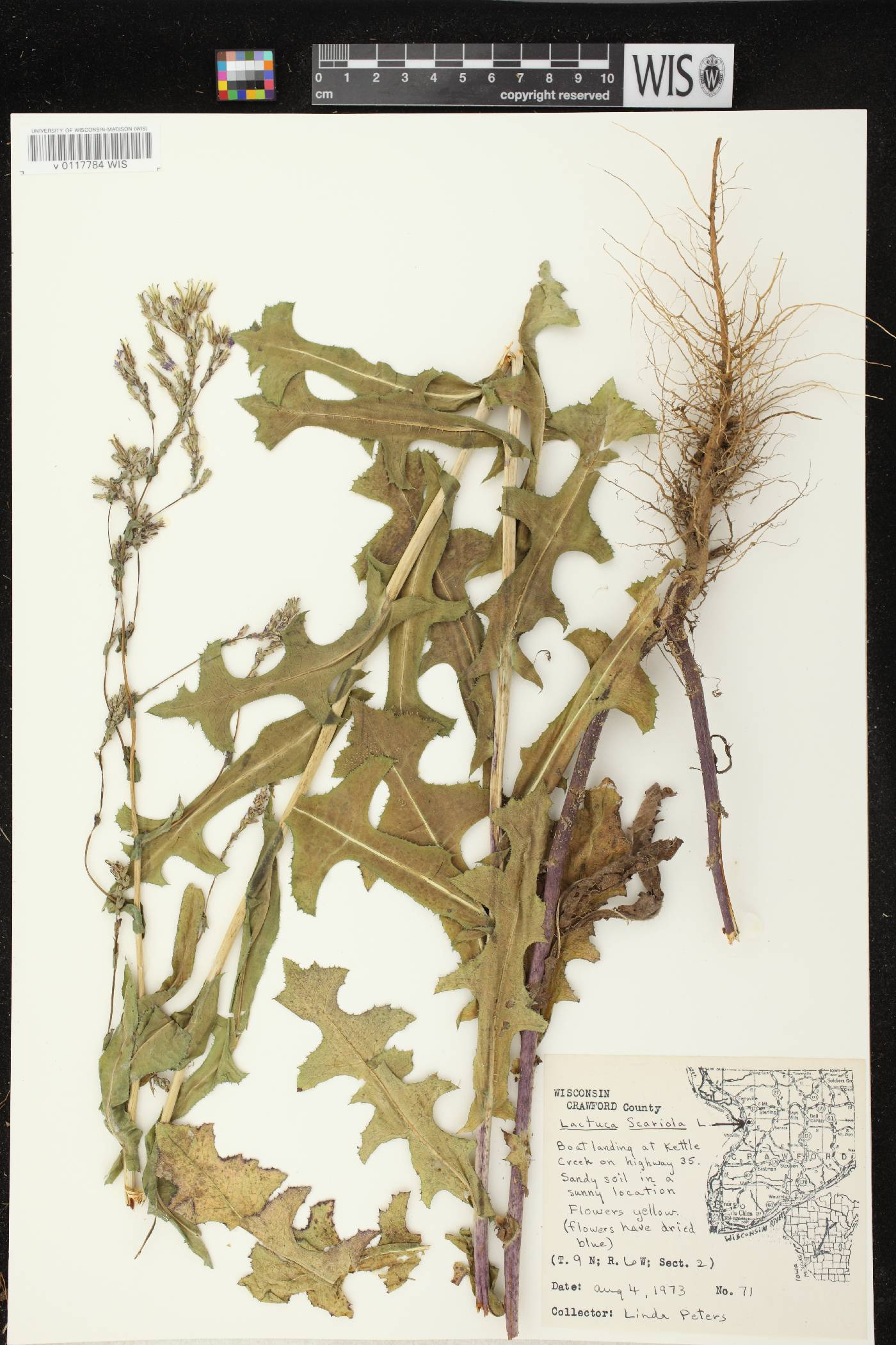 Lactuca serriola image