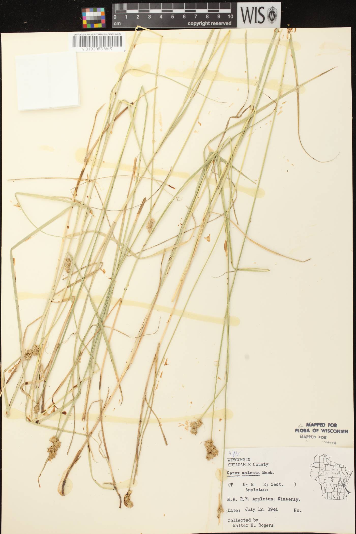 Carex molesta image