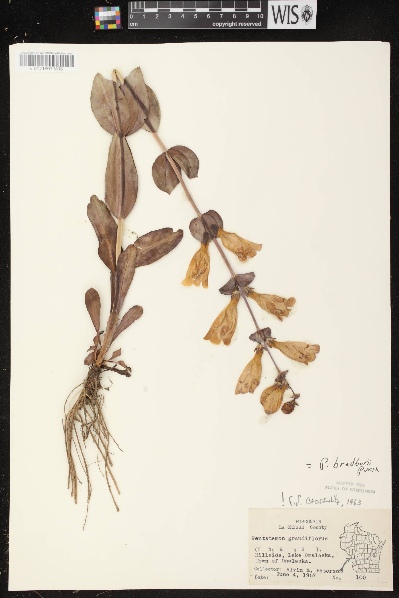 Penstemon grandiflorus image