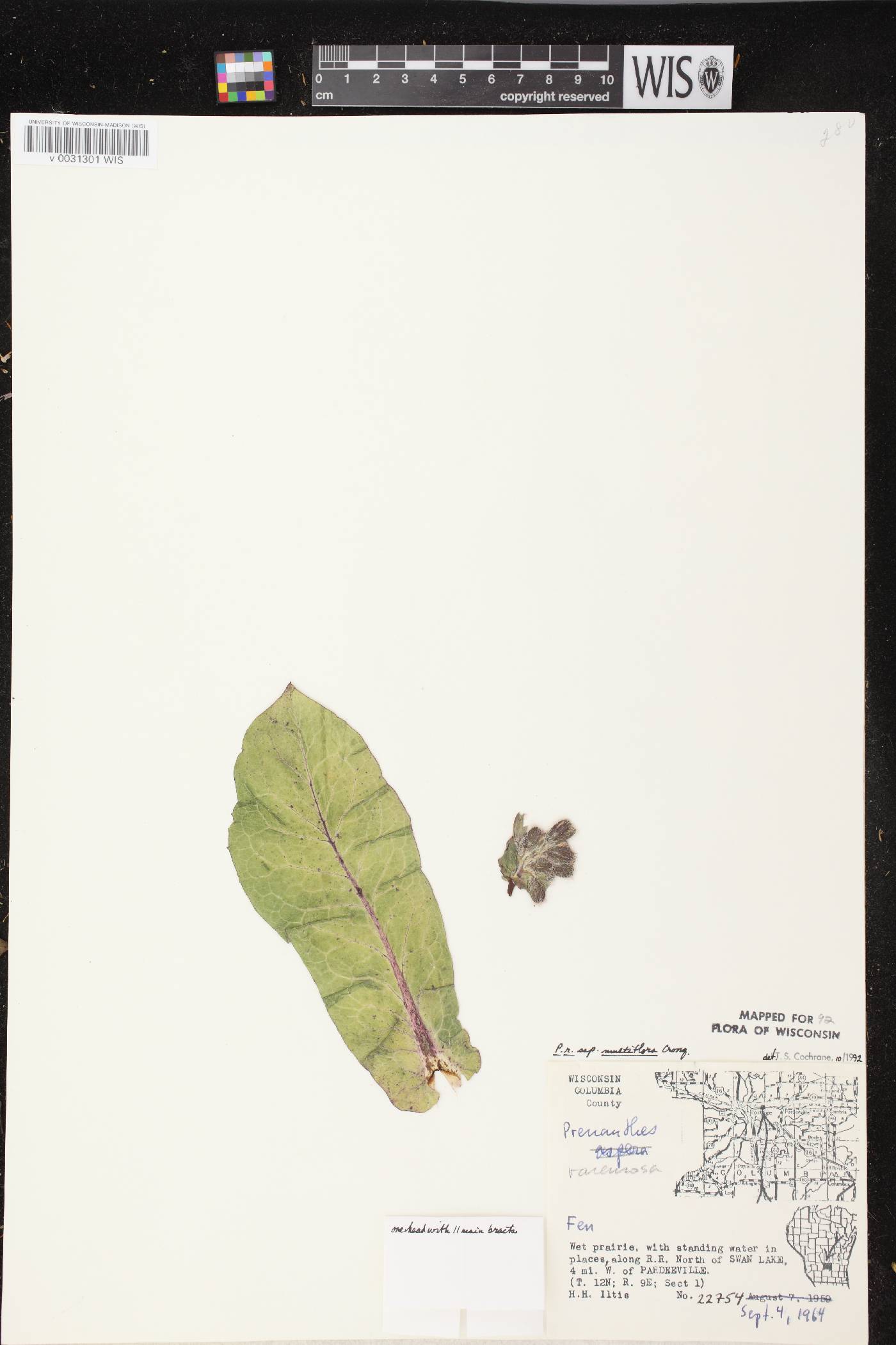 Prenanthes racemosa image
