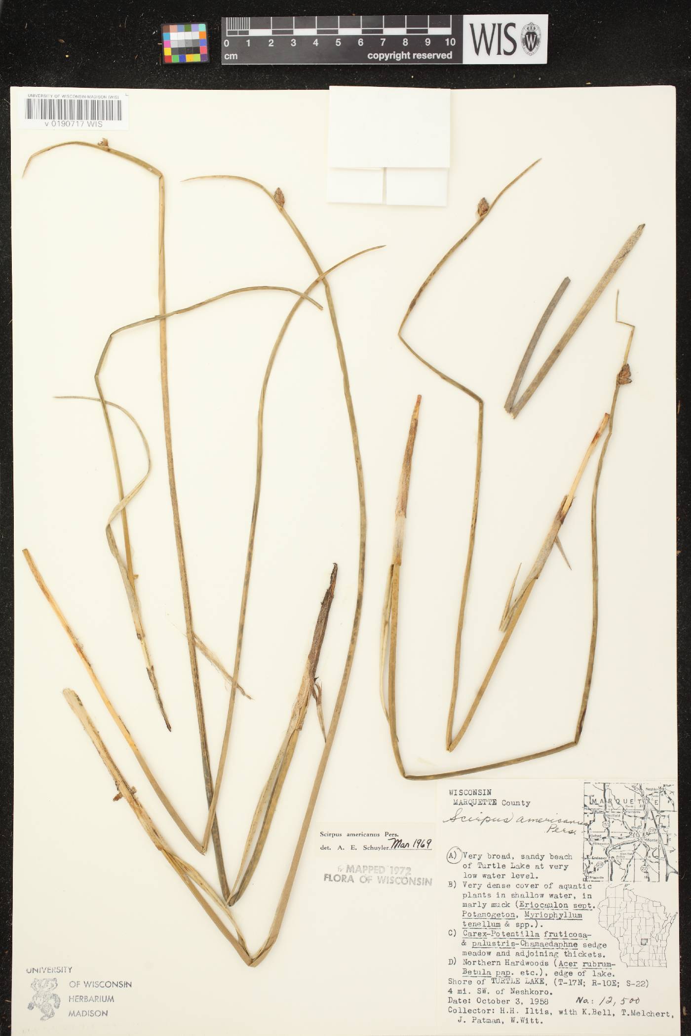 Schoenoplectus pungens image