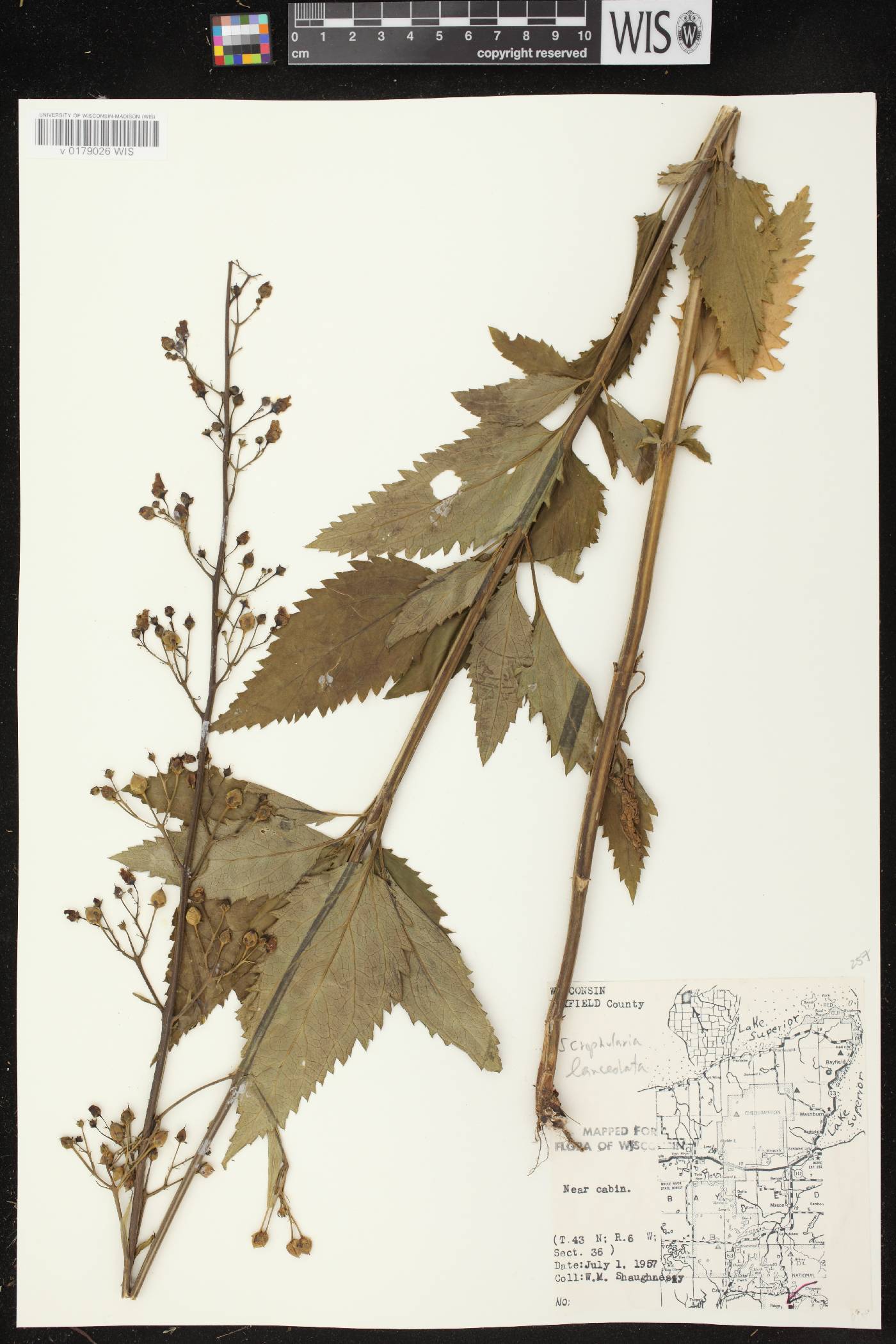 Scrophularia lanceolata image