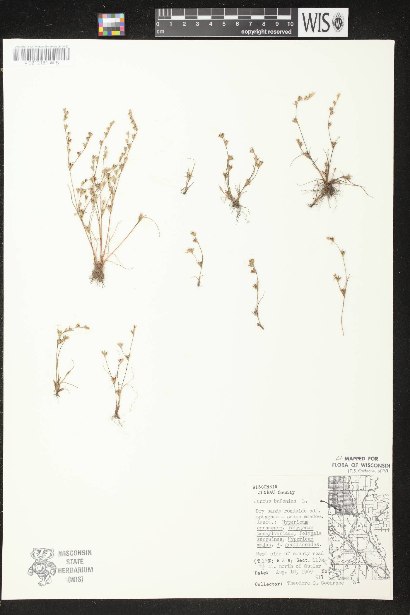 Juncus bufonius image