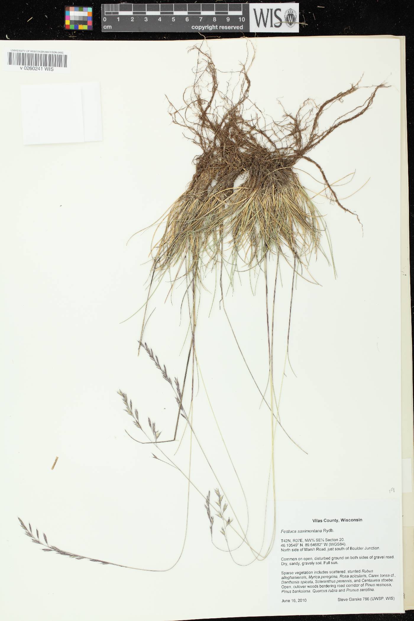 Festuca saximontana subsp. saximontana image