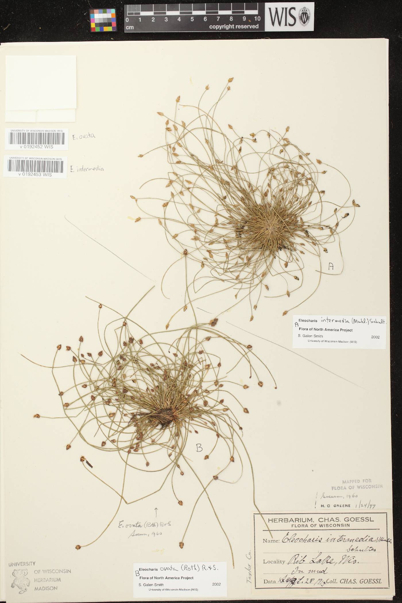 Eleocharis intermedia image
