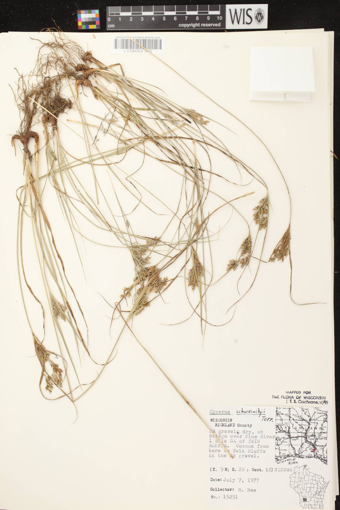 Cyperus schweinitzii image