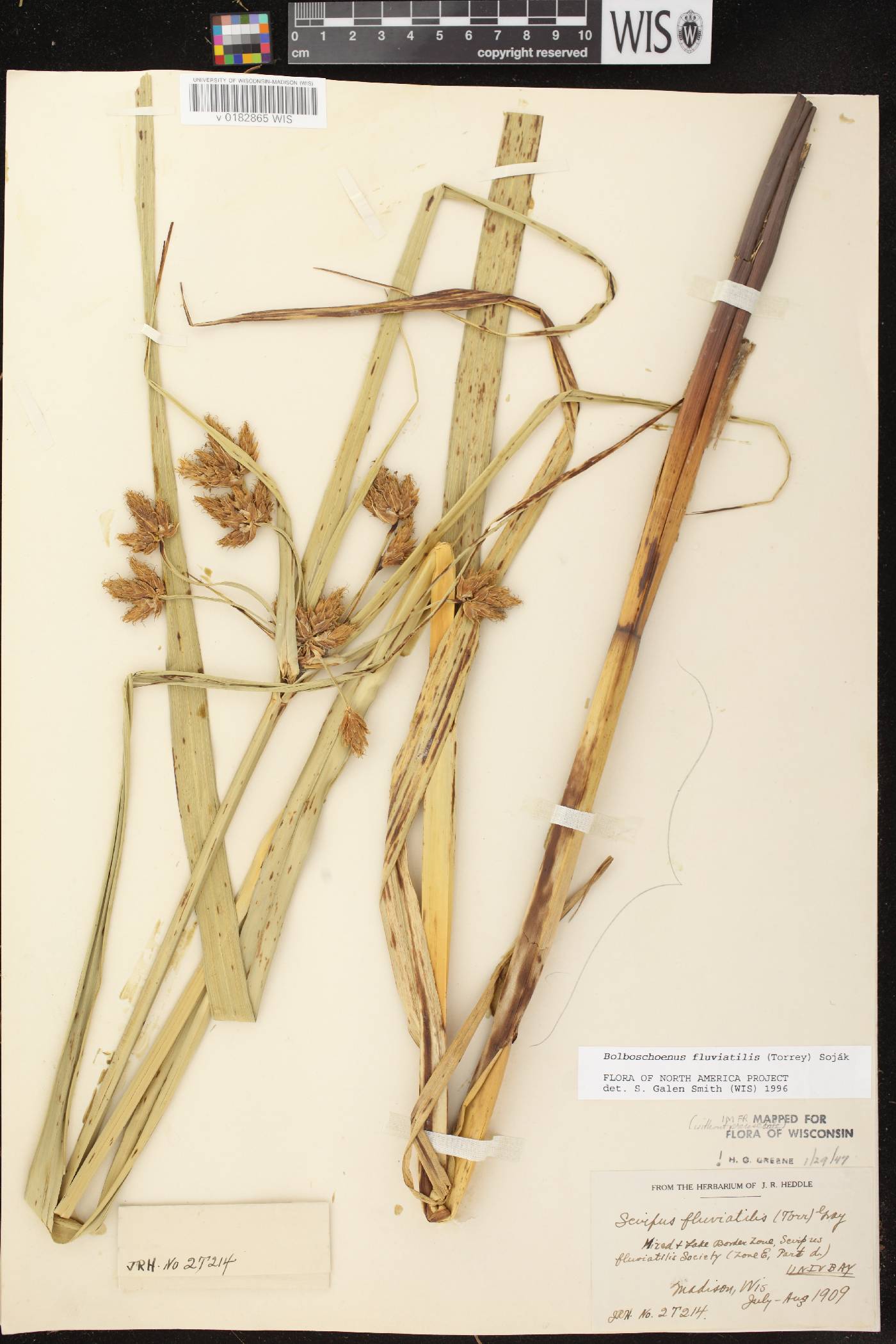 Bolboschoenus fluviatilis image