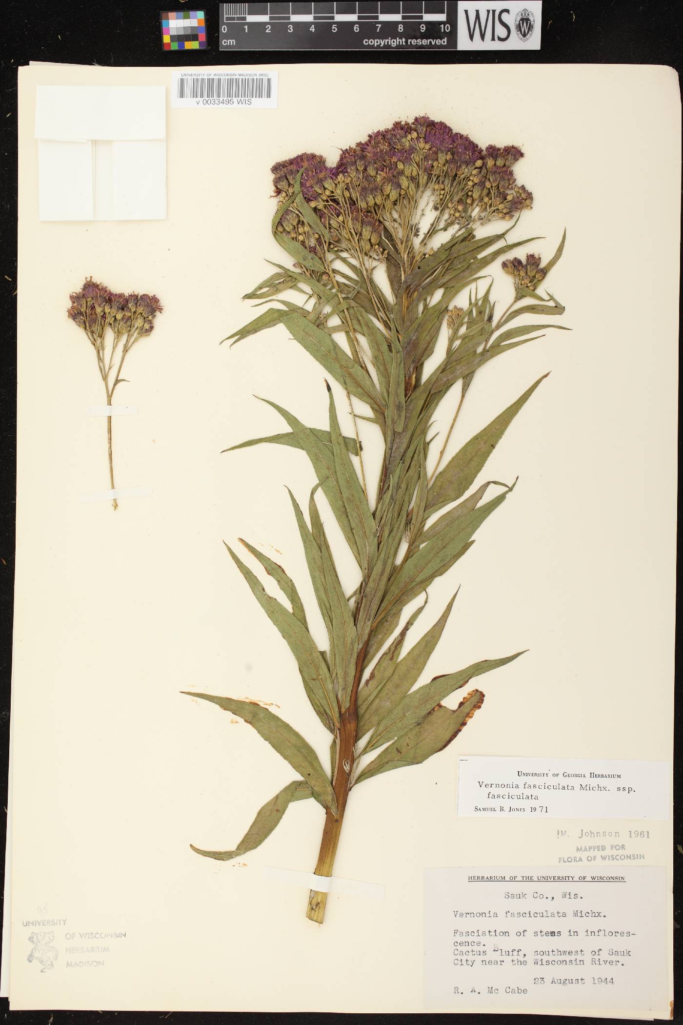 Vernonia fasciculata image