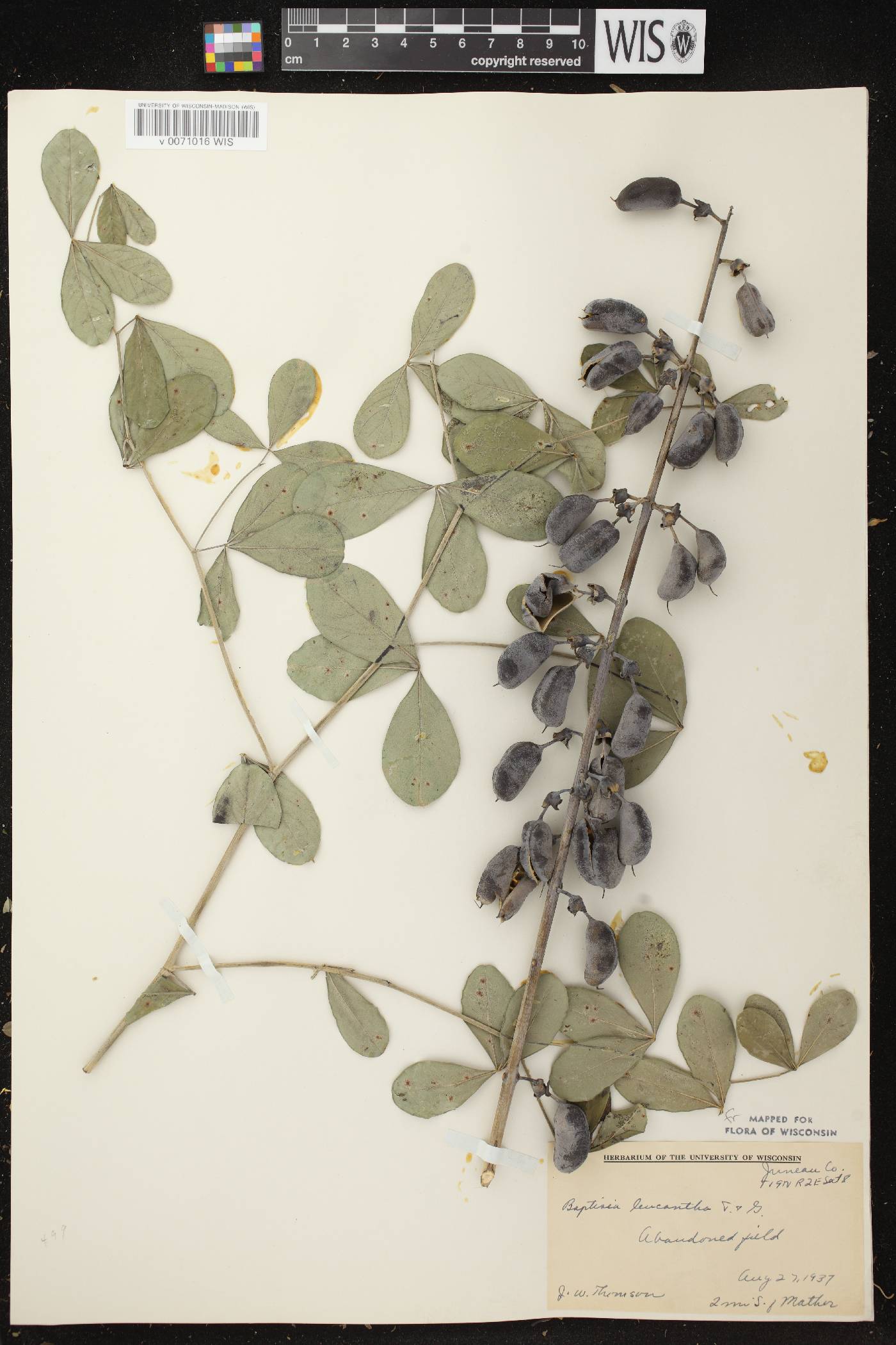 Baptisia lactea image