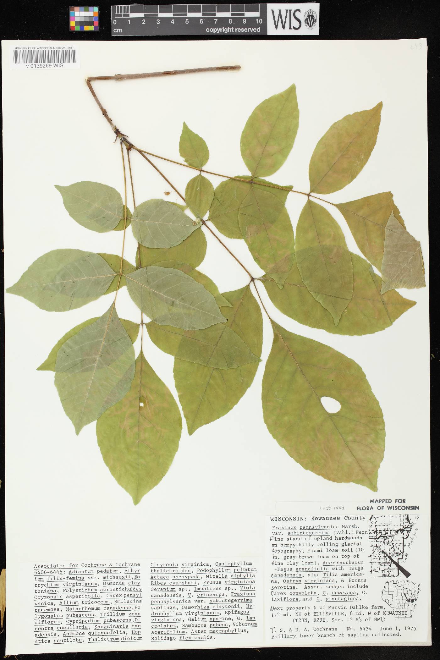 Fraxinus pennsylvanica image