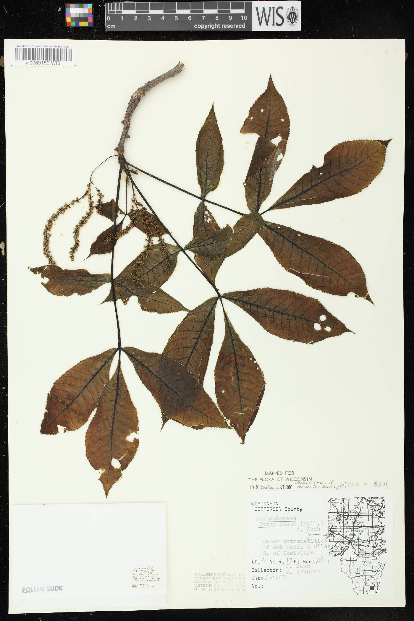 Carya ovata image