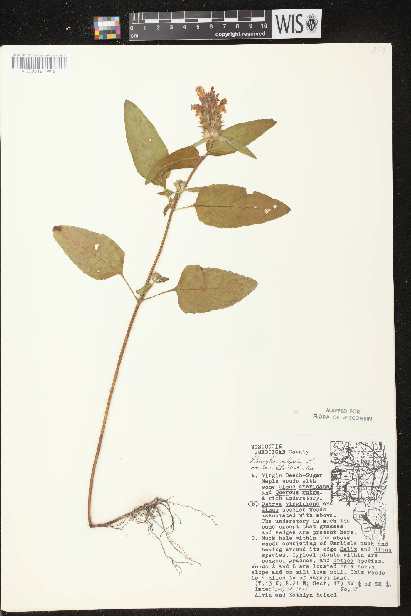 Prunella vulgaris subsp. lanceolata image