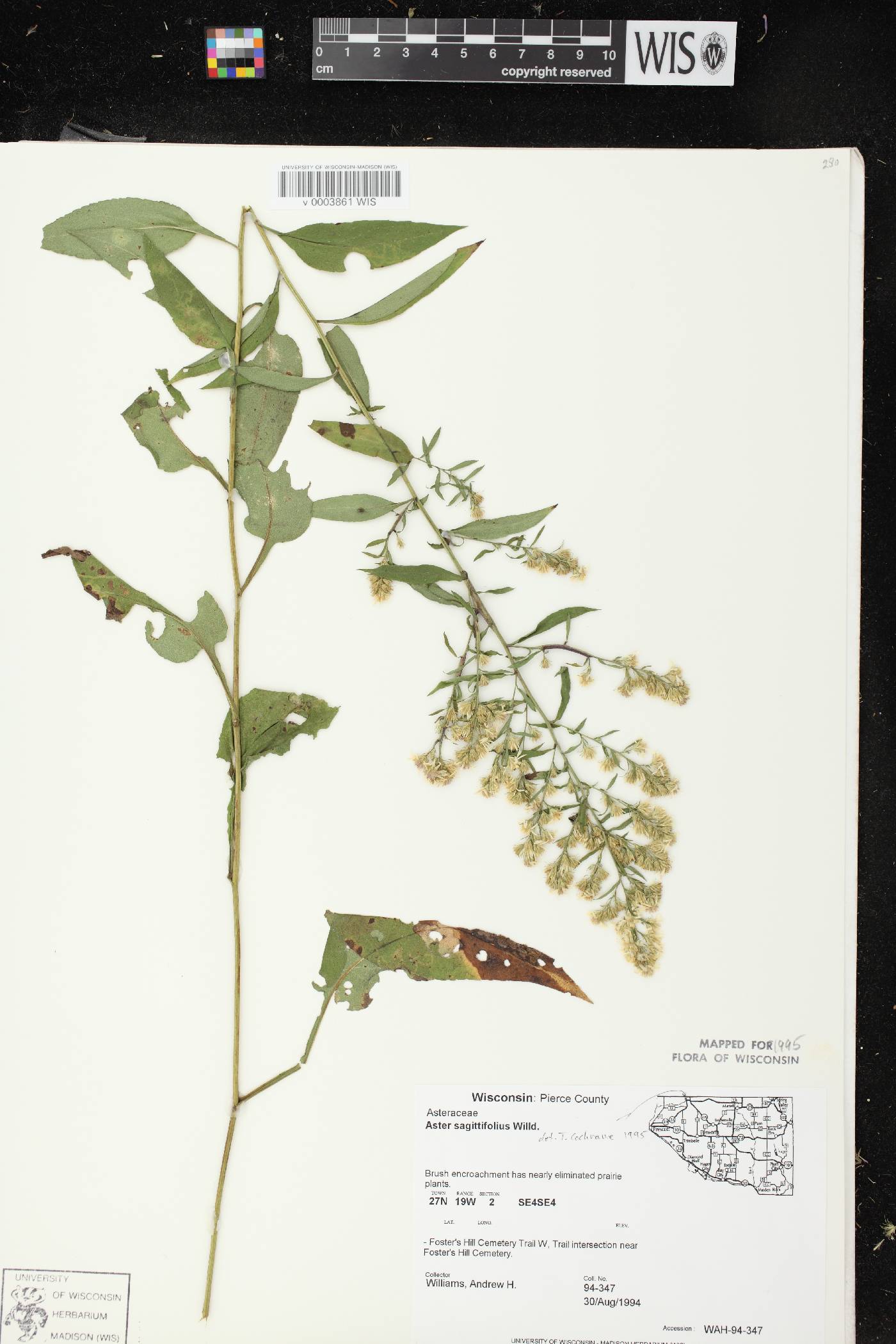 Symphyotrichum urophyllum image