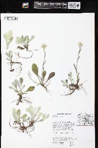 Image of Antennaria