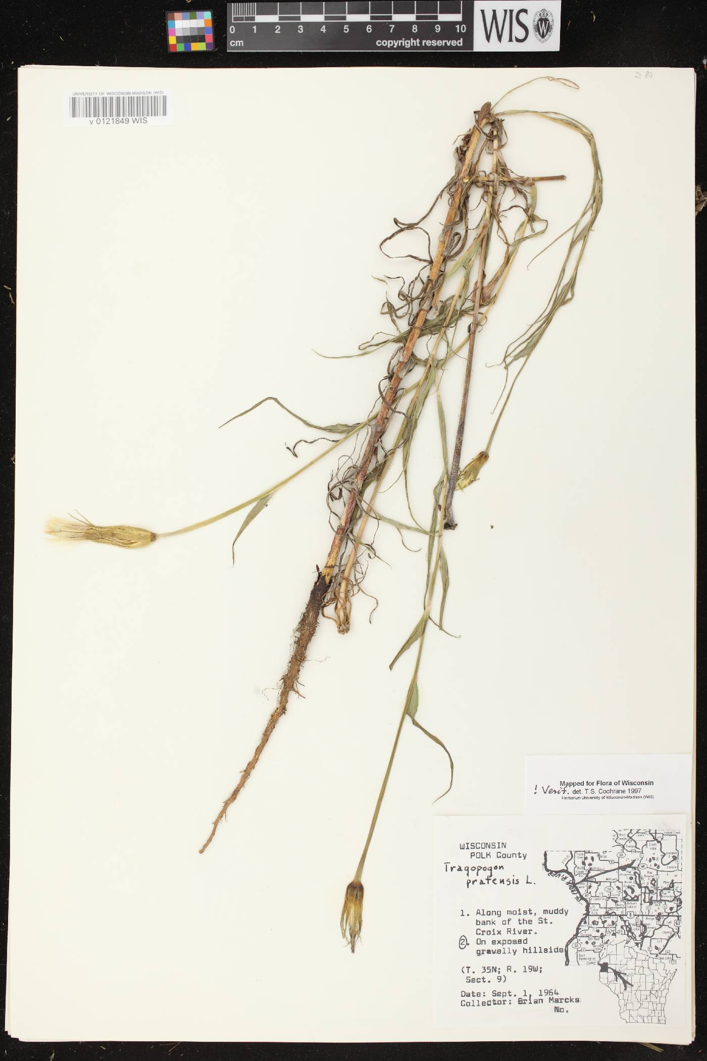 Tragopogon pratensis image