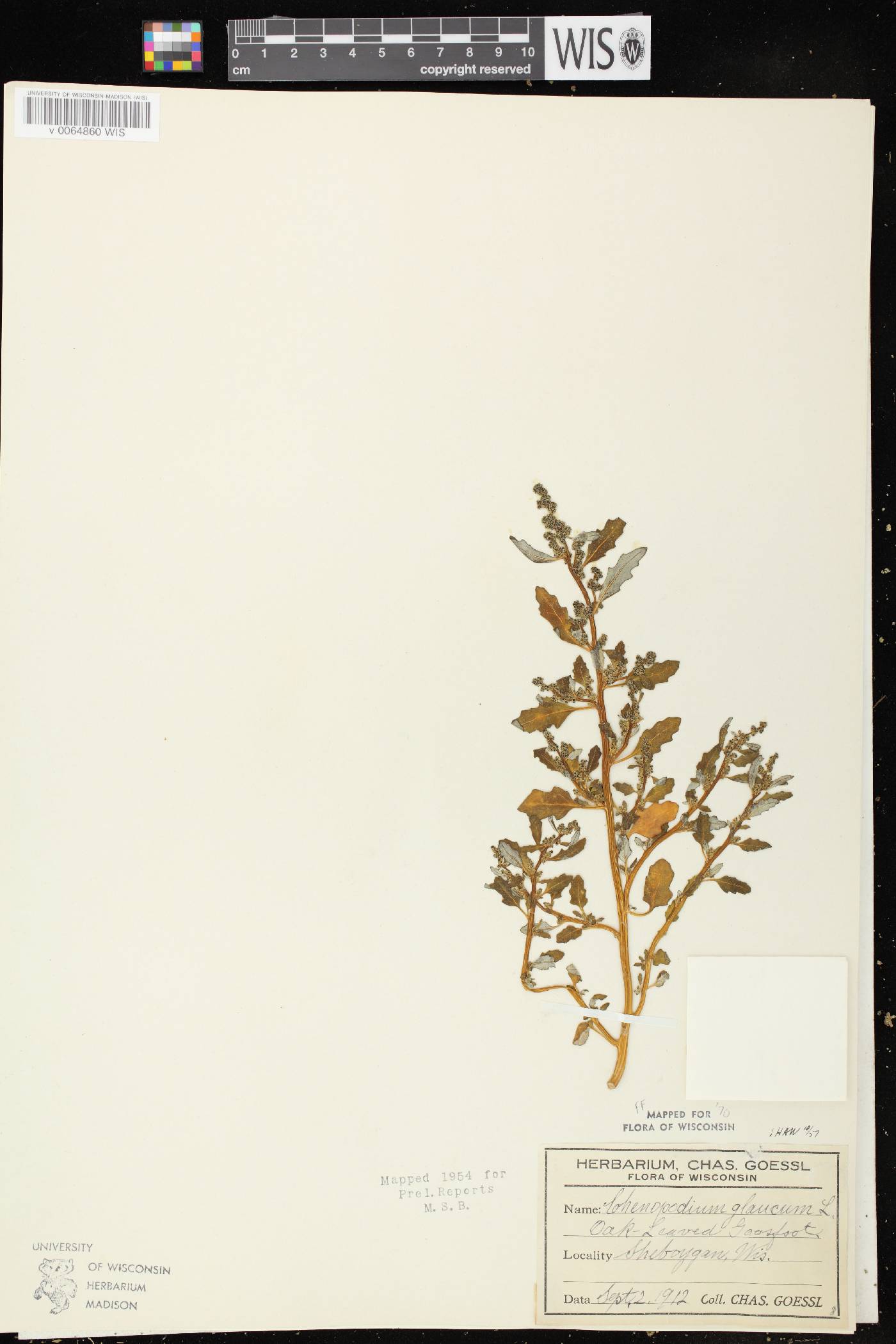 Chenopodium glaucum image