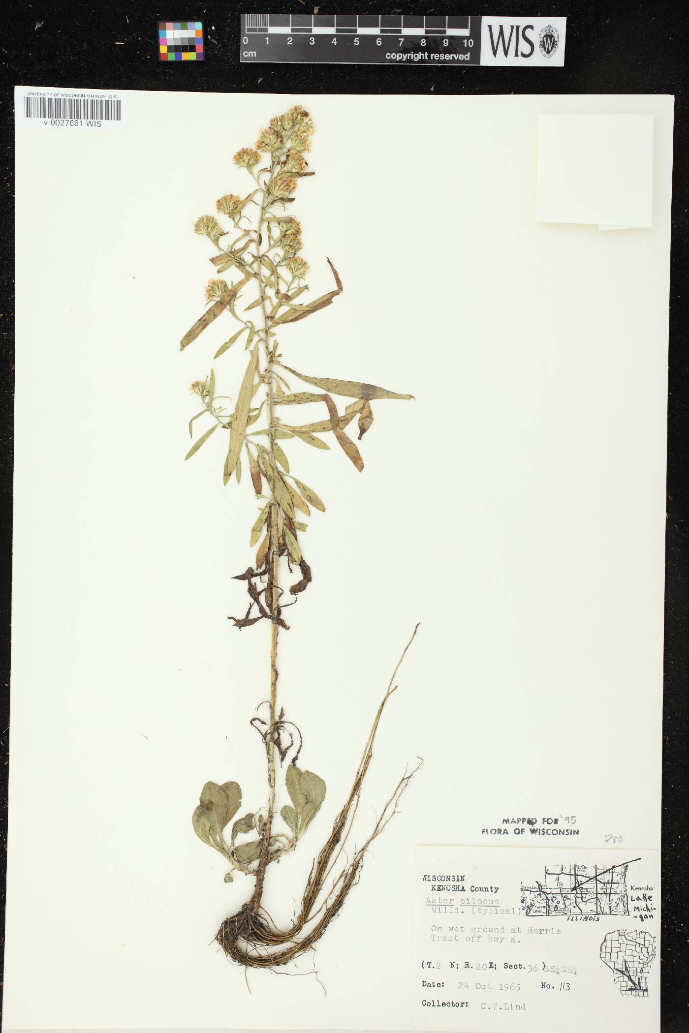 Symphyotrichum pilosum var. pilosum image