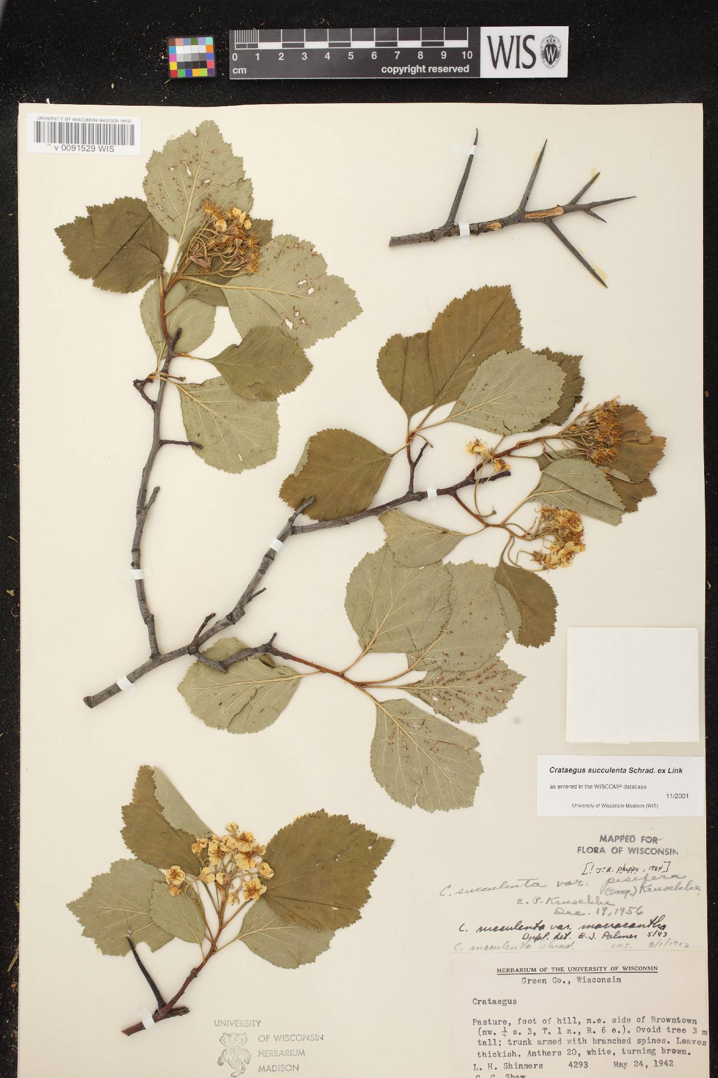 Crataegus succulenta image