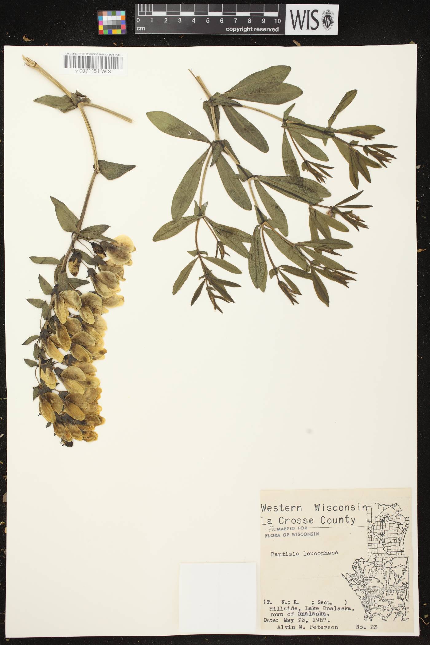 Baptisia leucophaea image