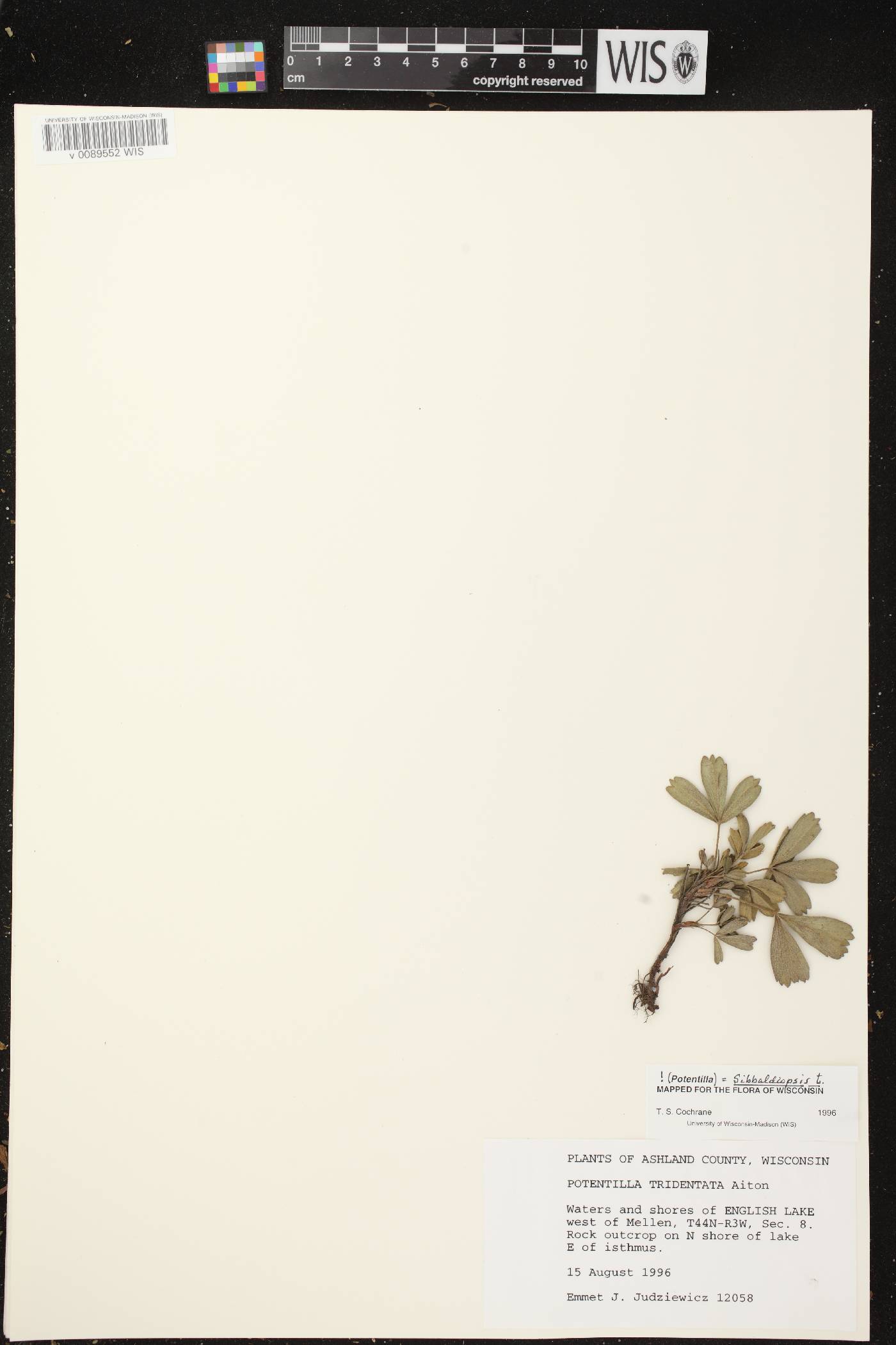 Sibbaldiopsis tridentata image