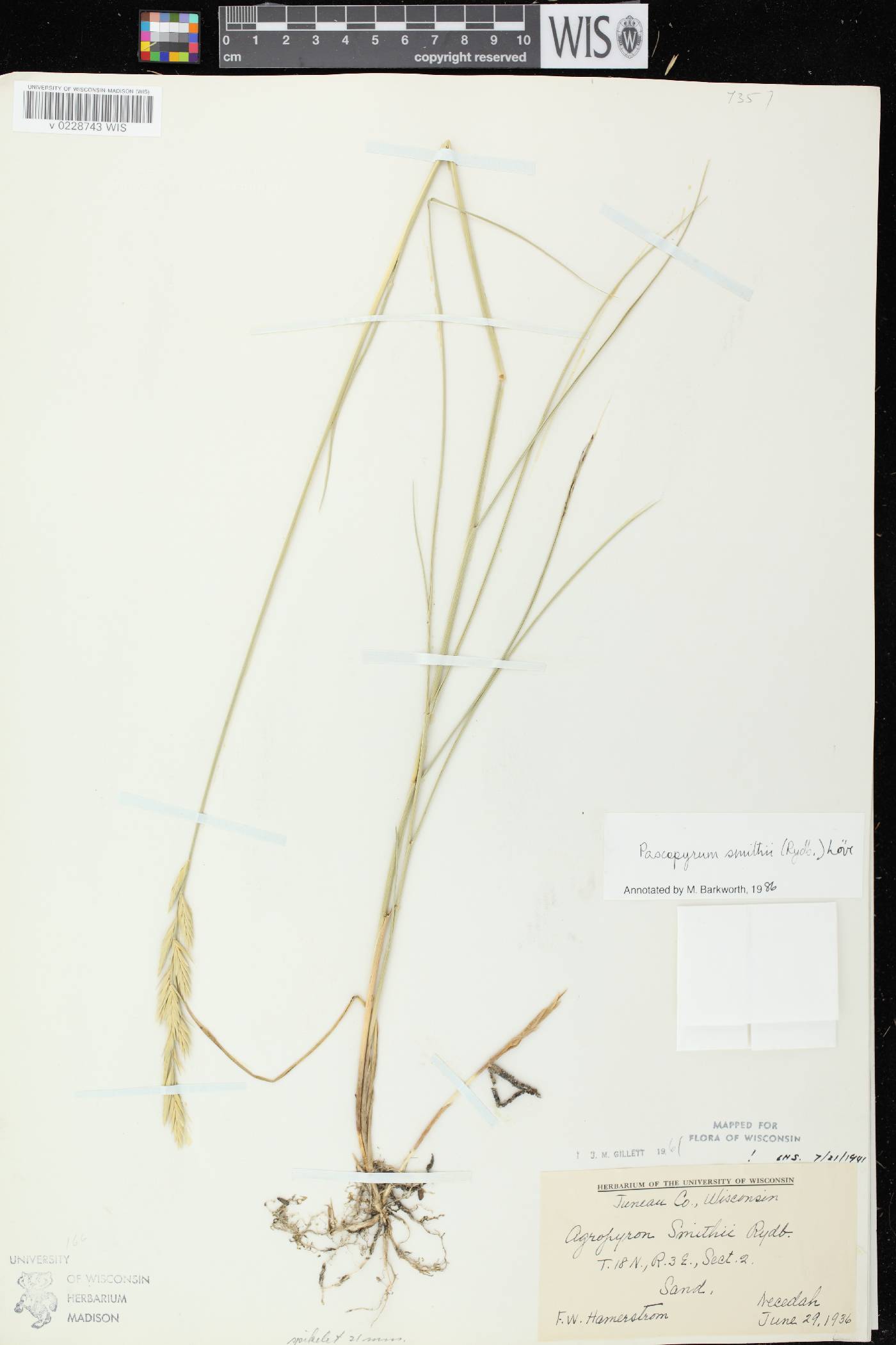 Pascopyrum smithii image