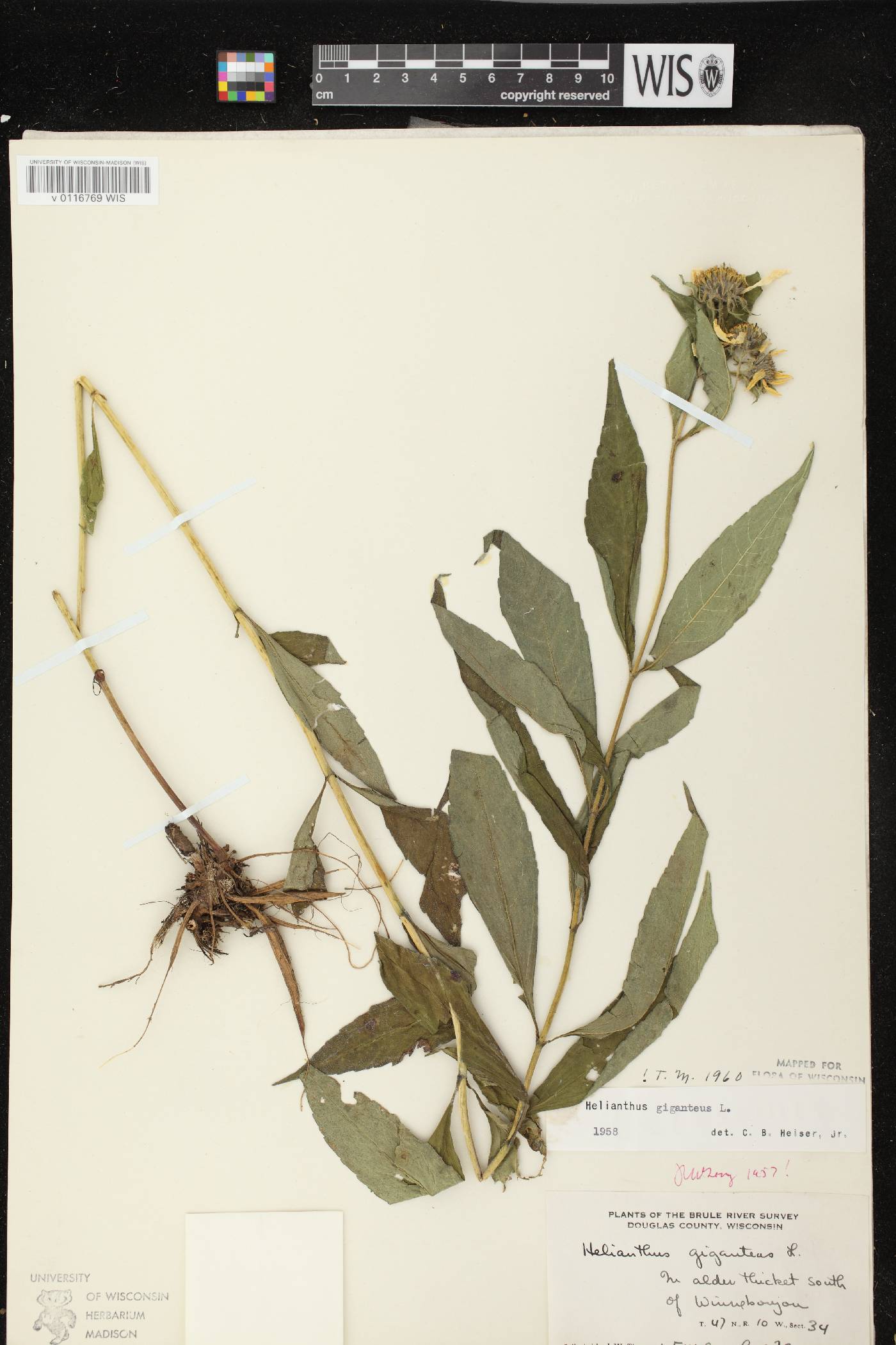 Helianthus giganteus image