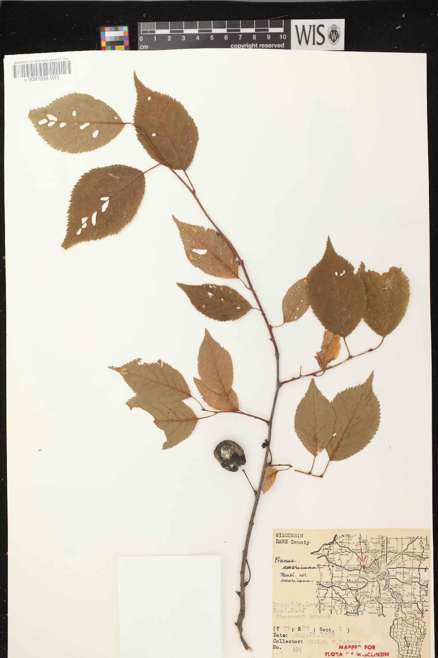 Prunus americana image
