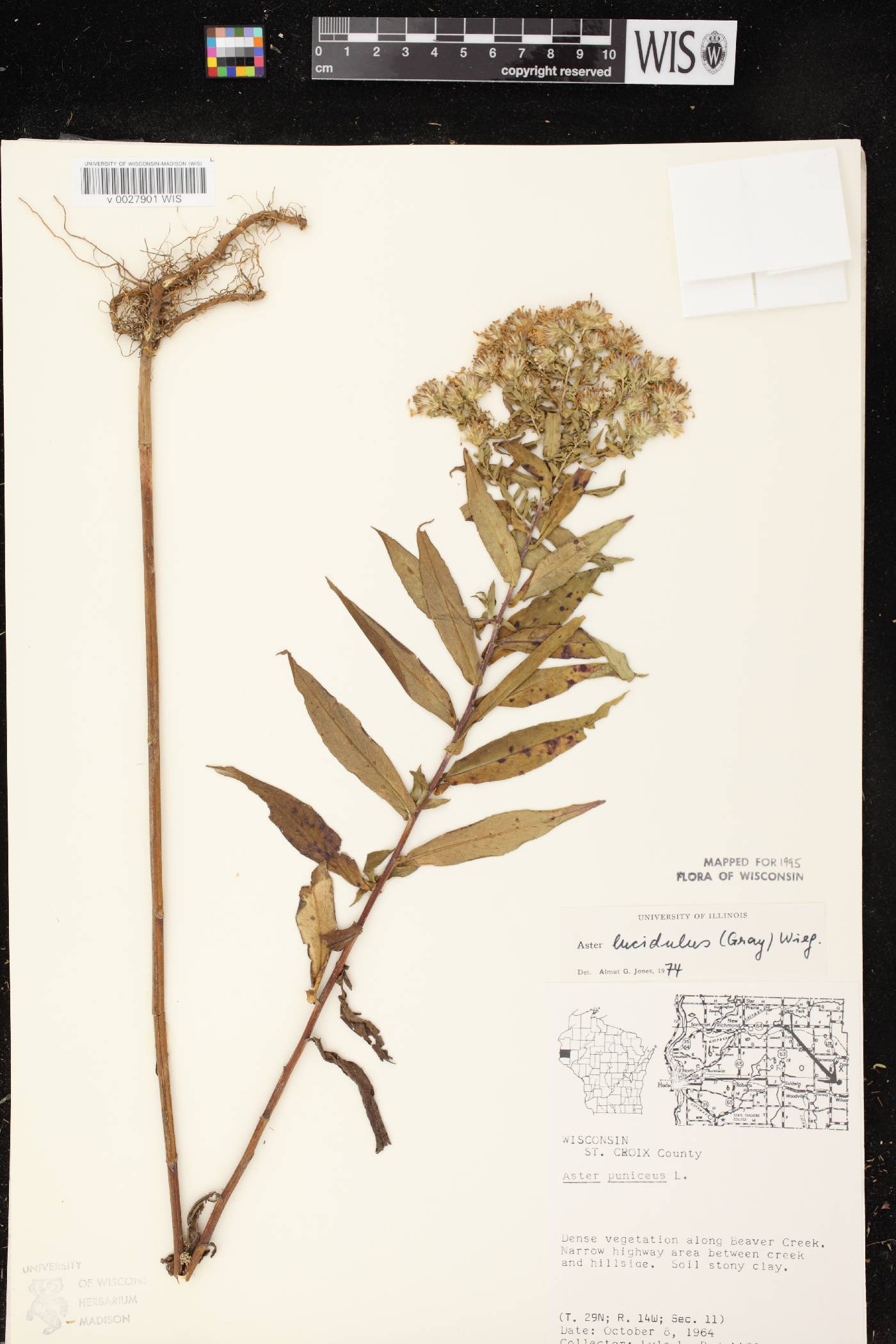Symphyotrichum firmum image