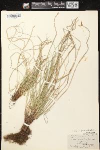 Image of Carex tonsa var. rugosperma