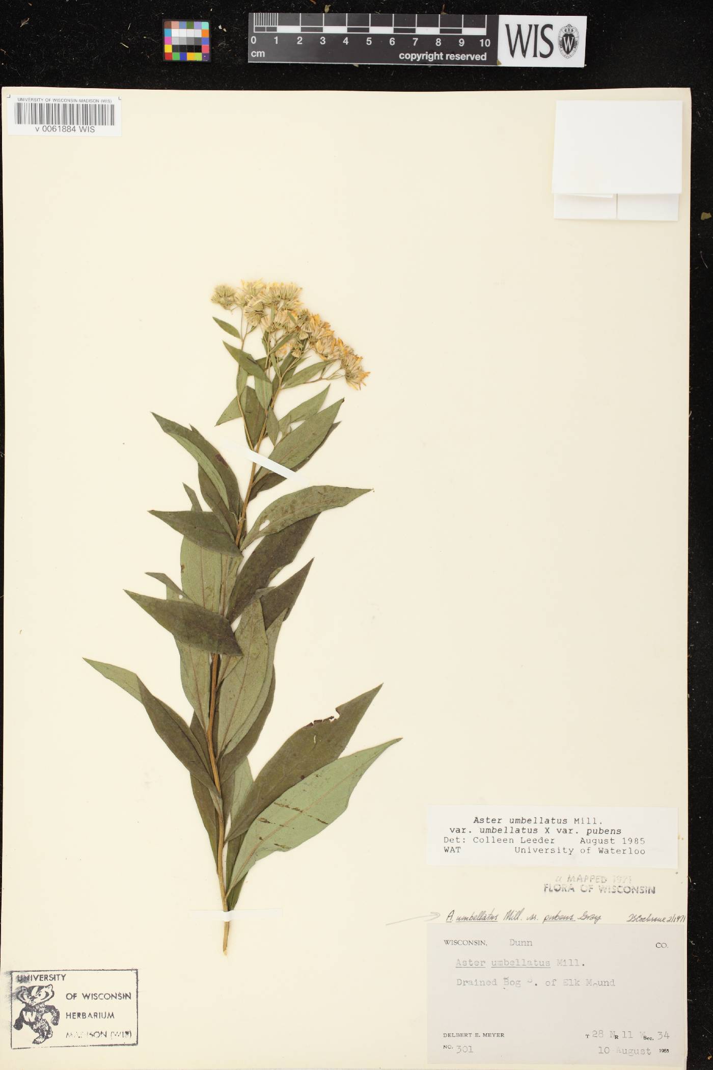 Doellingeria umbellata var. pubens image
