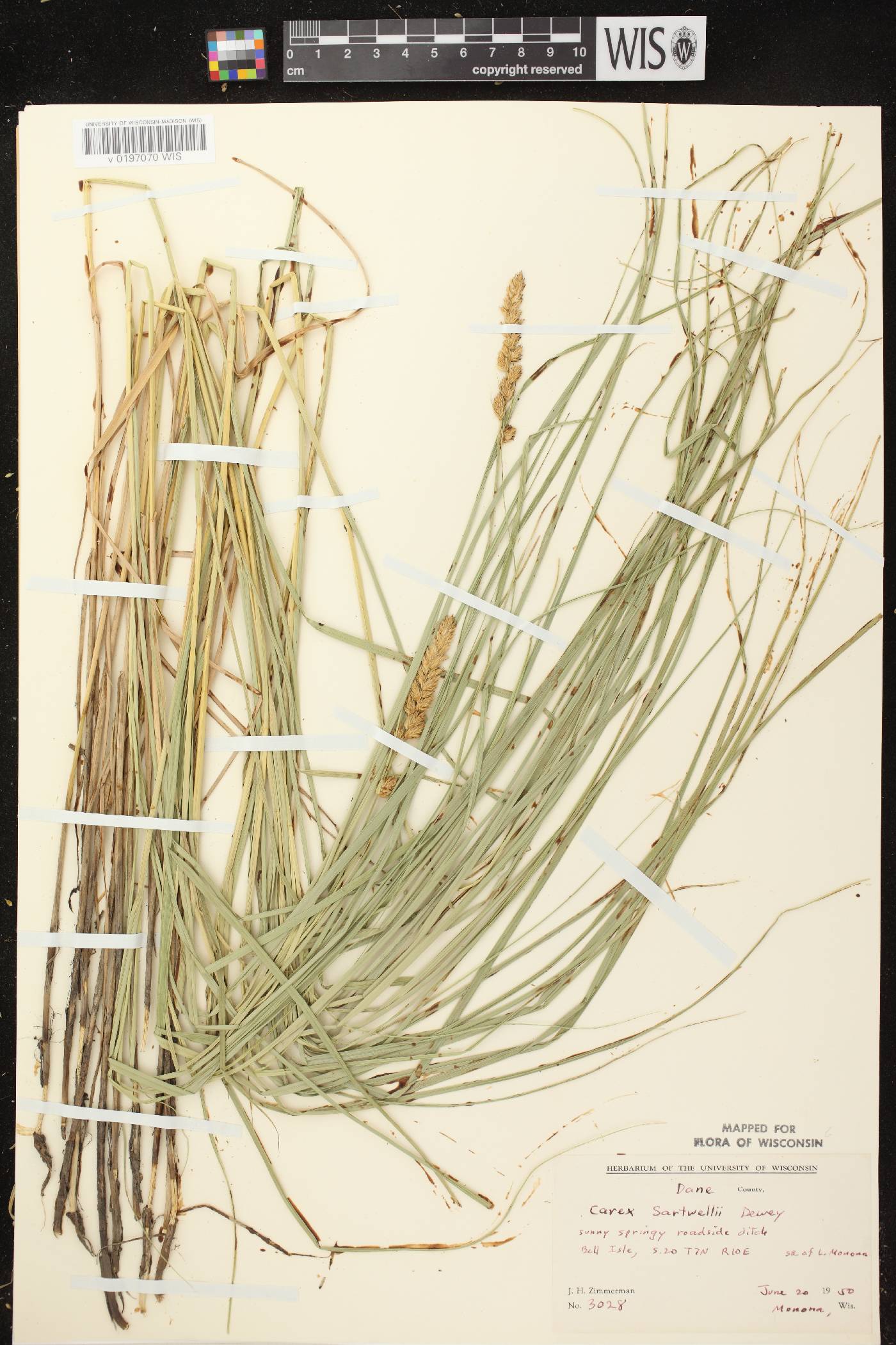 Carex sartwellii image