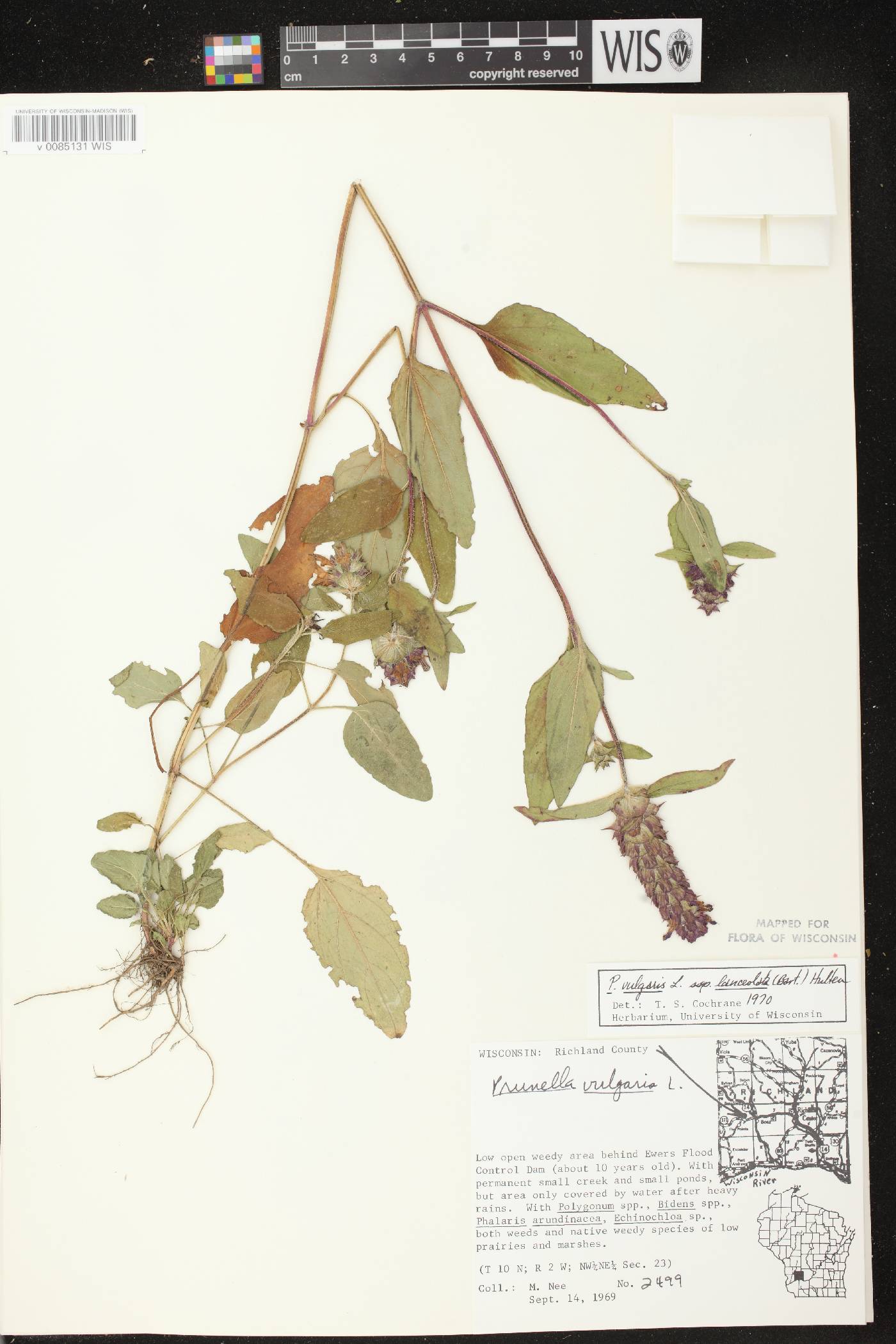 Prunella vulgaris image