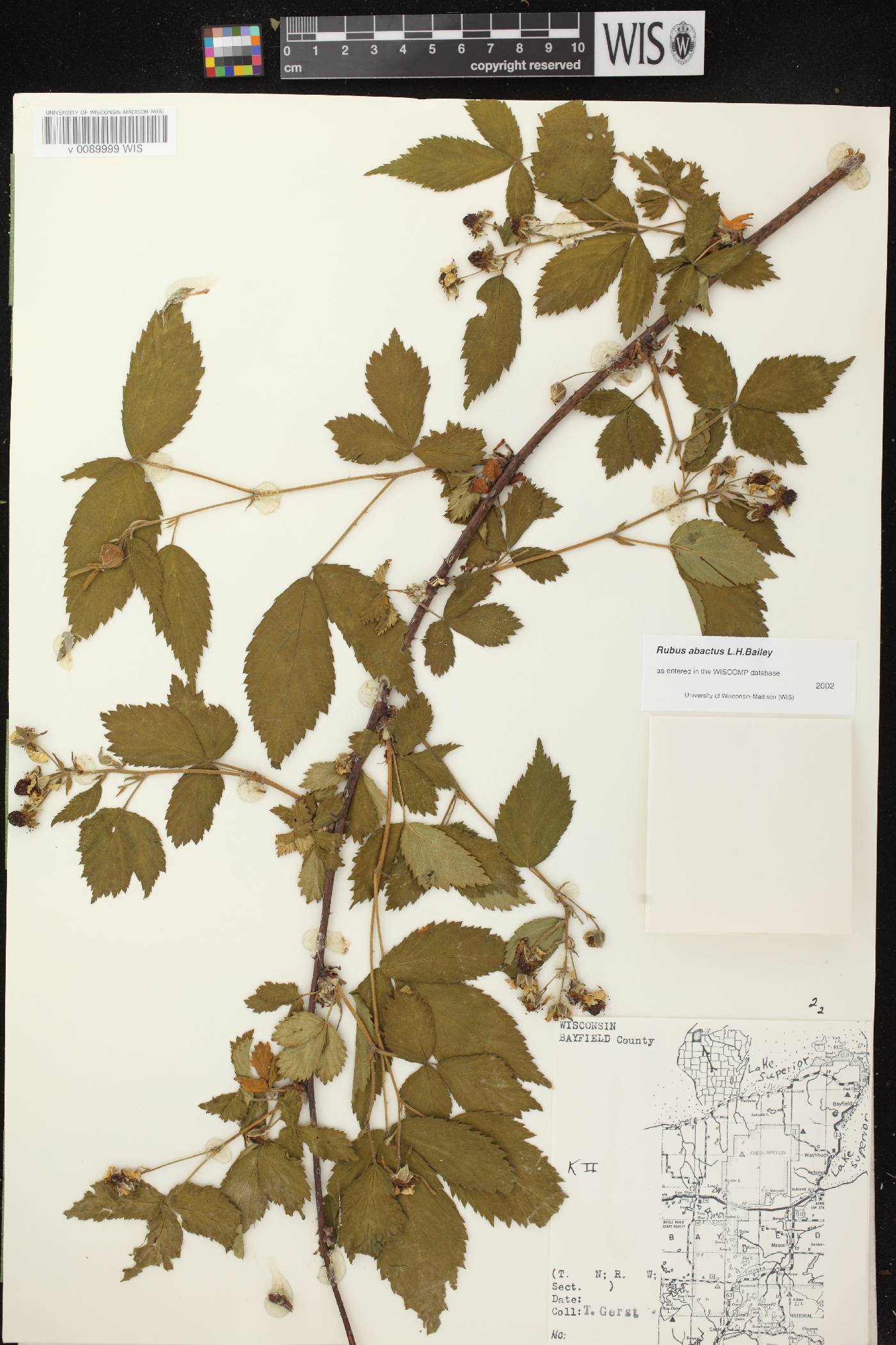 Rubus pensilvanicus image