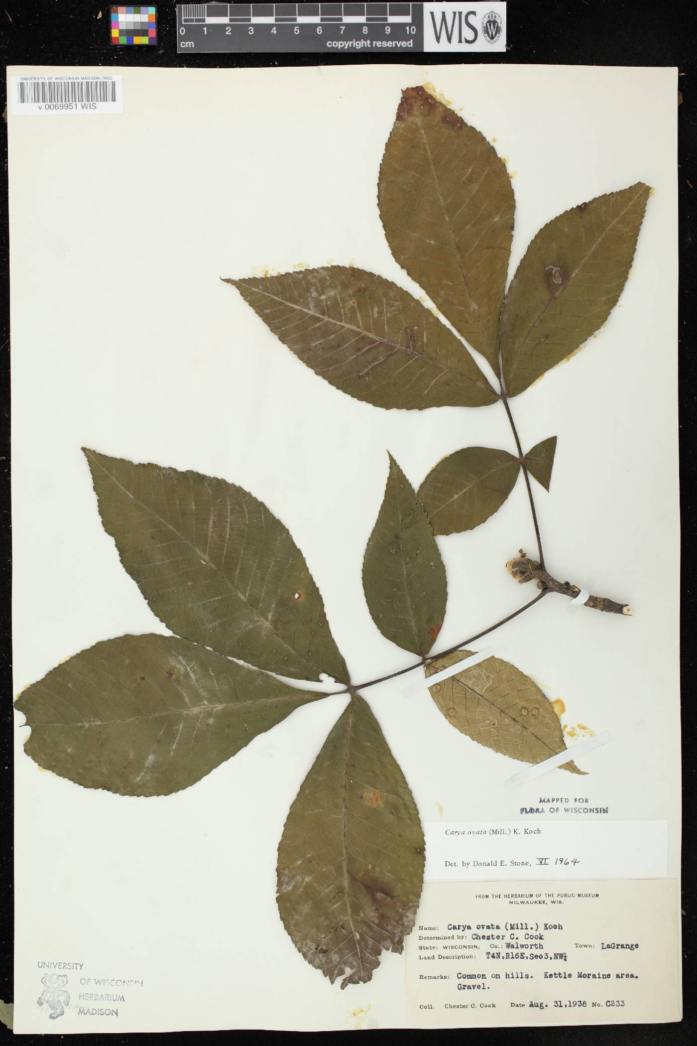 Carya ovata image