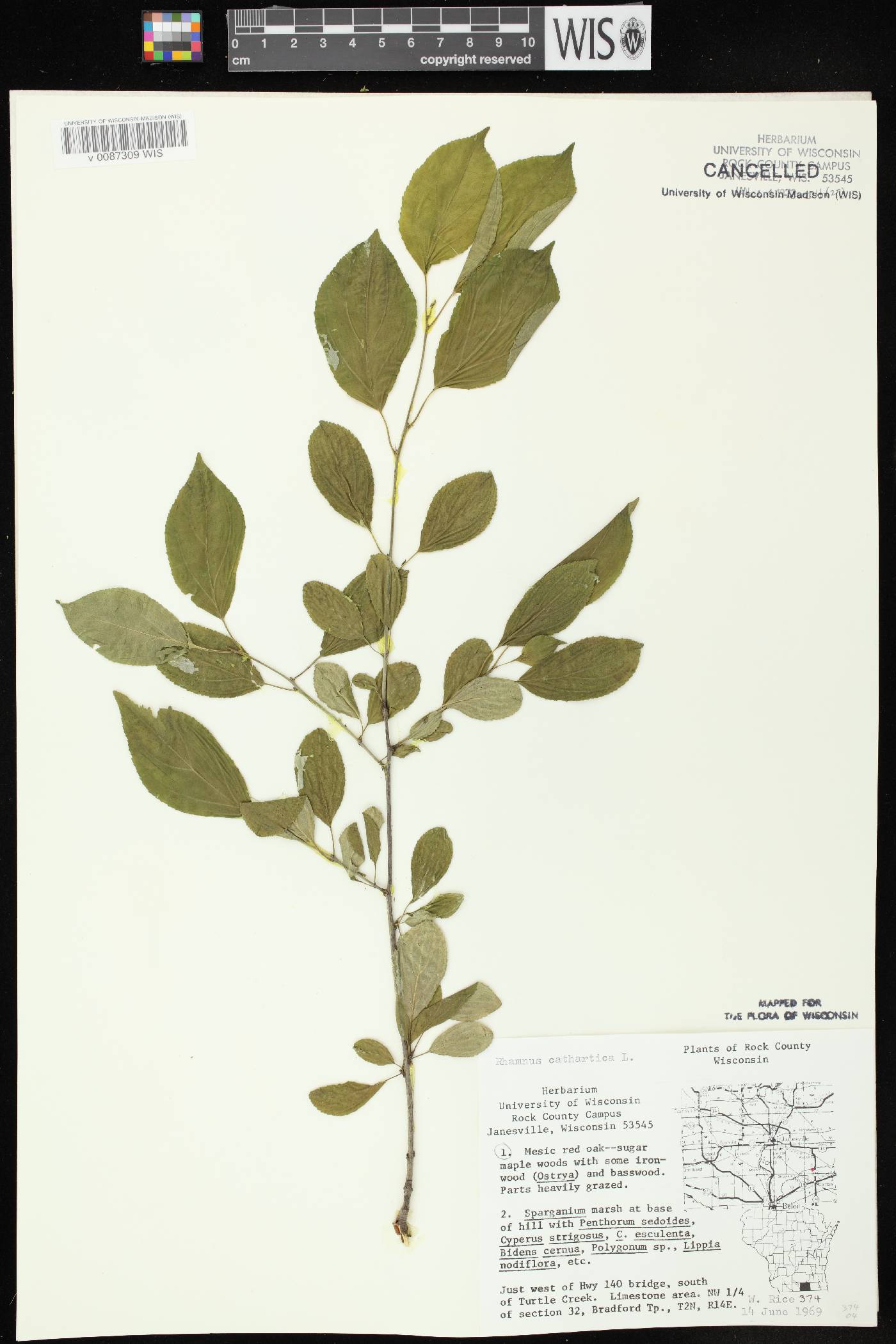 Rhamnus cathartica image